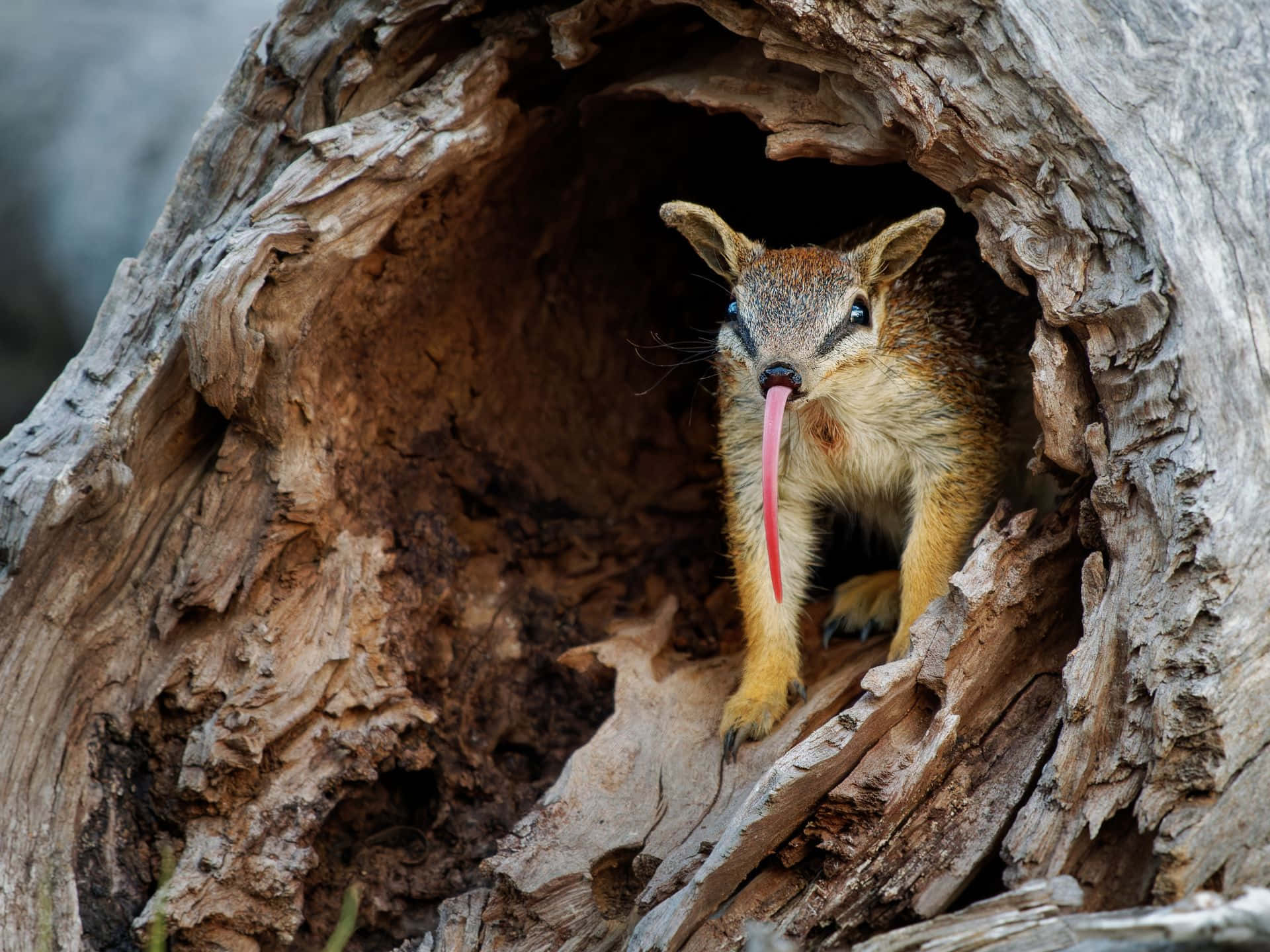 Numbat Dans Un Tronc Creux Fond d'écran