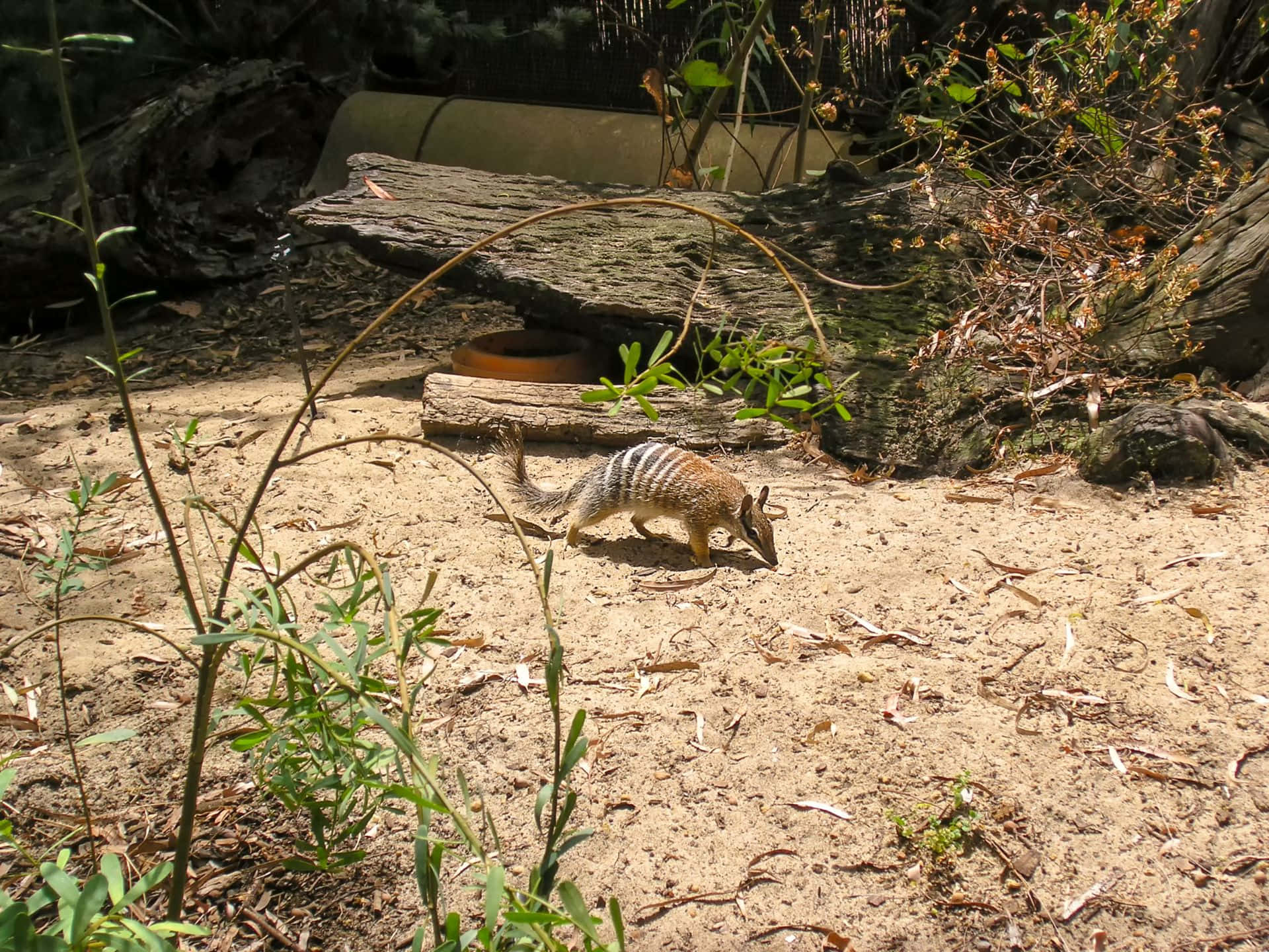 Numbatin Natural Habitat Wallpaper