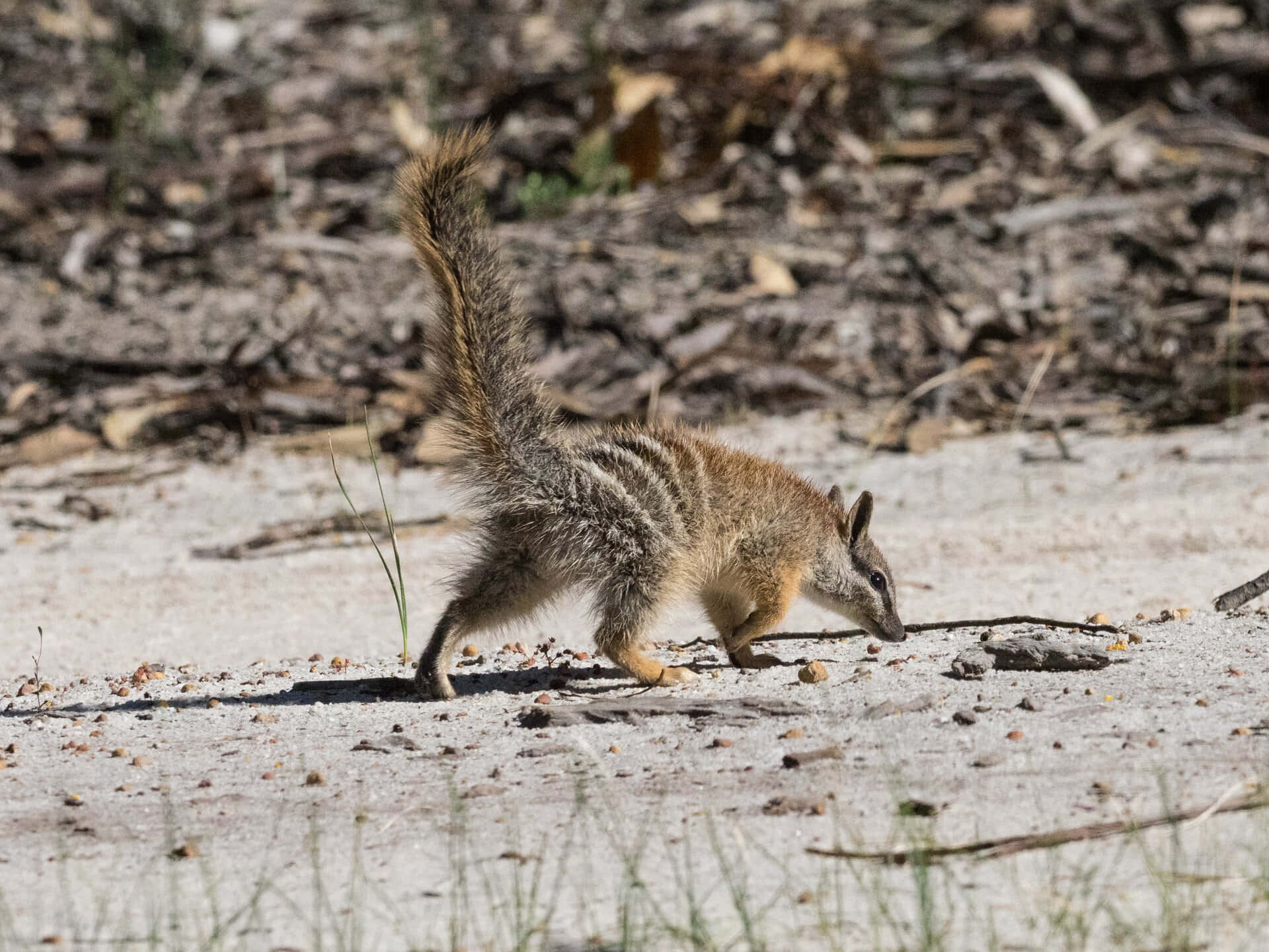 Habitat Naturel Du Numbat Fond d'écran