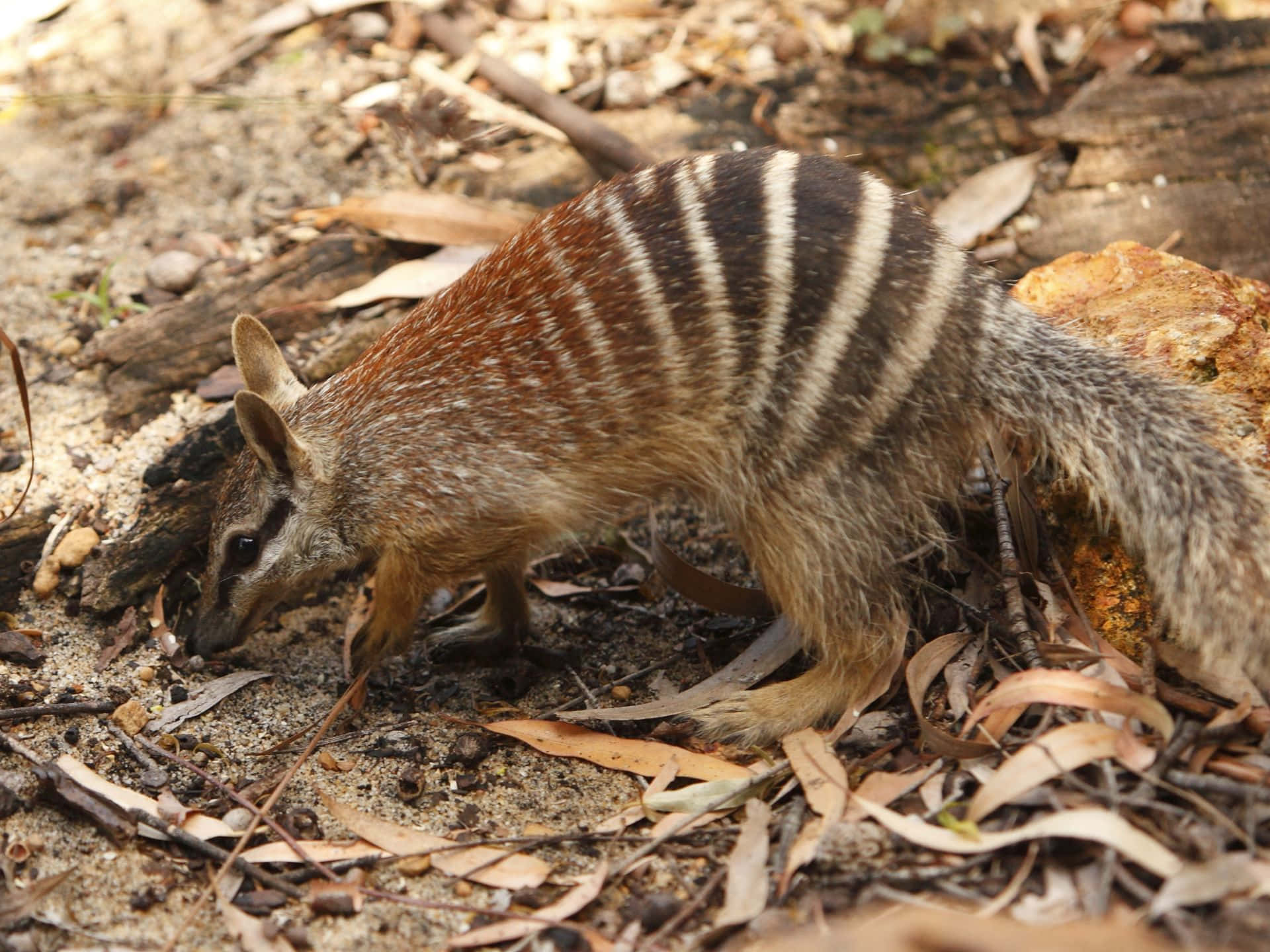 Habitat Naturel Du Numbat Fond d'écran