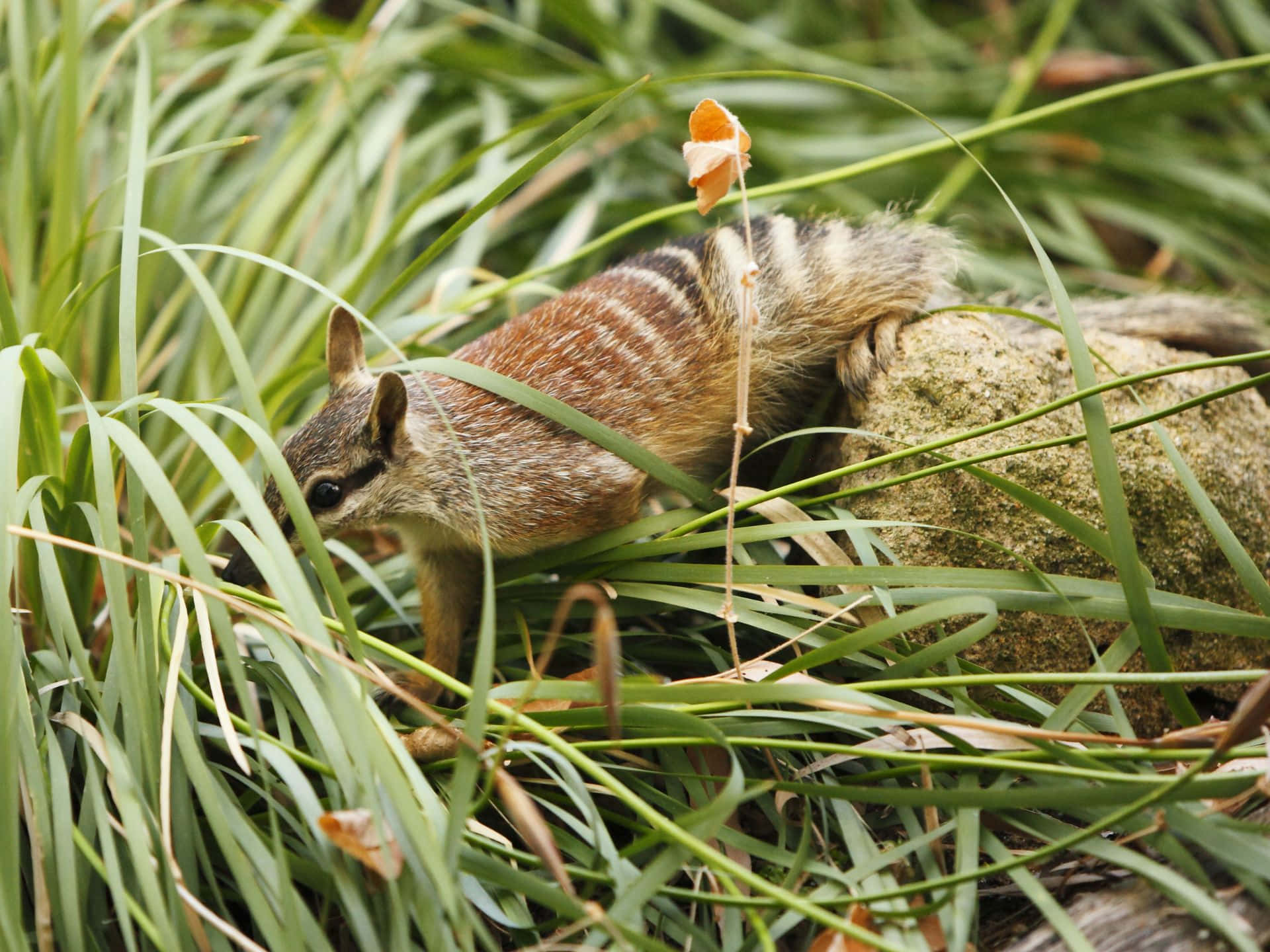 Habitat Naturel Du Numbat Fond d'écran