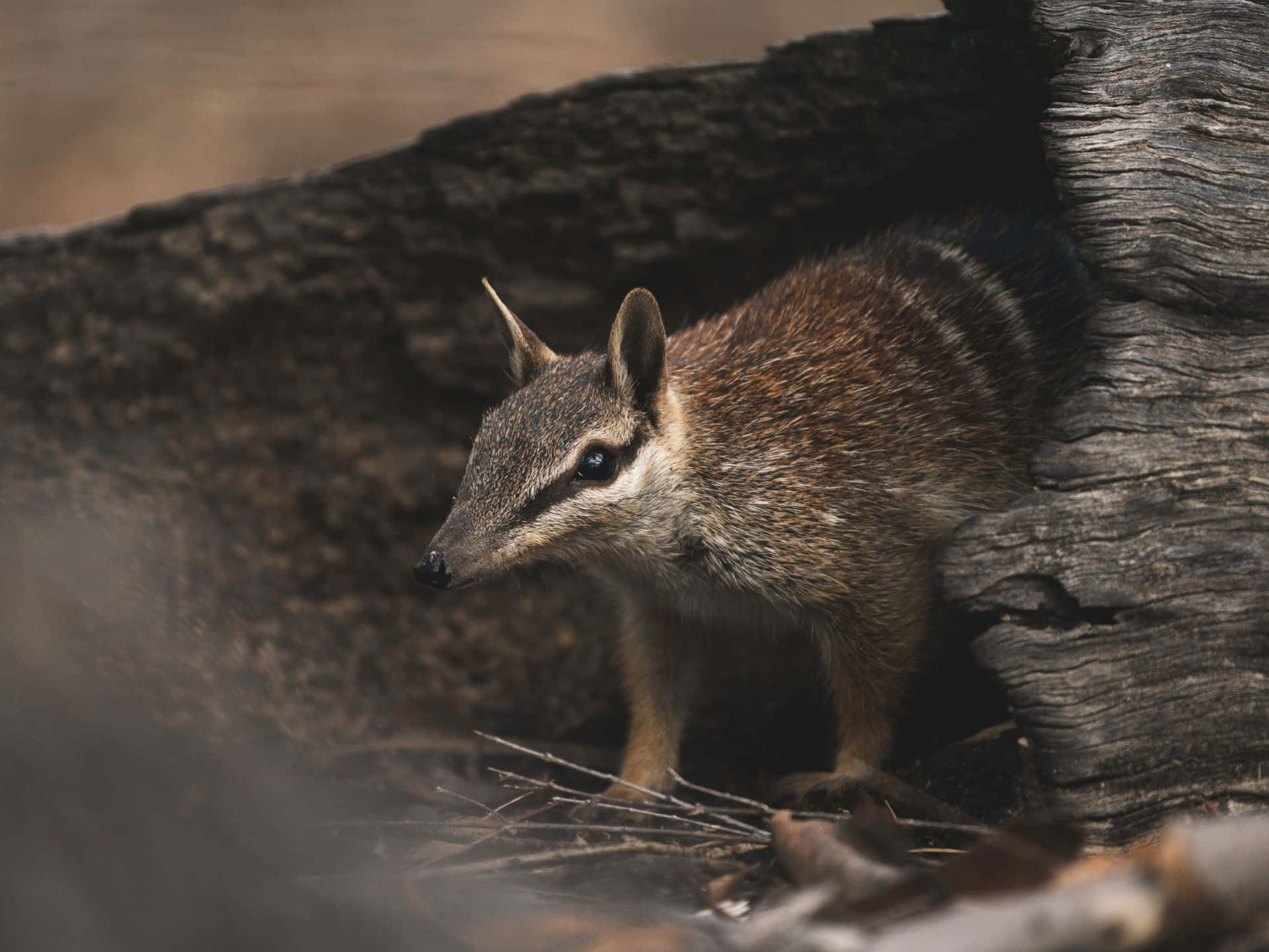 Habitat Naturel Du Numbat Fond d'écran