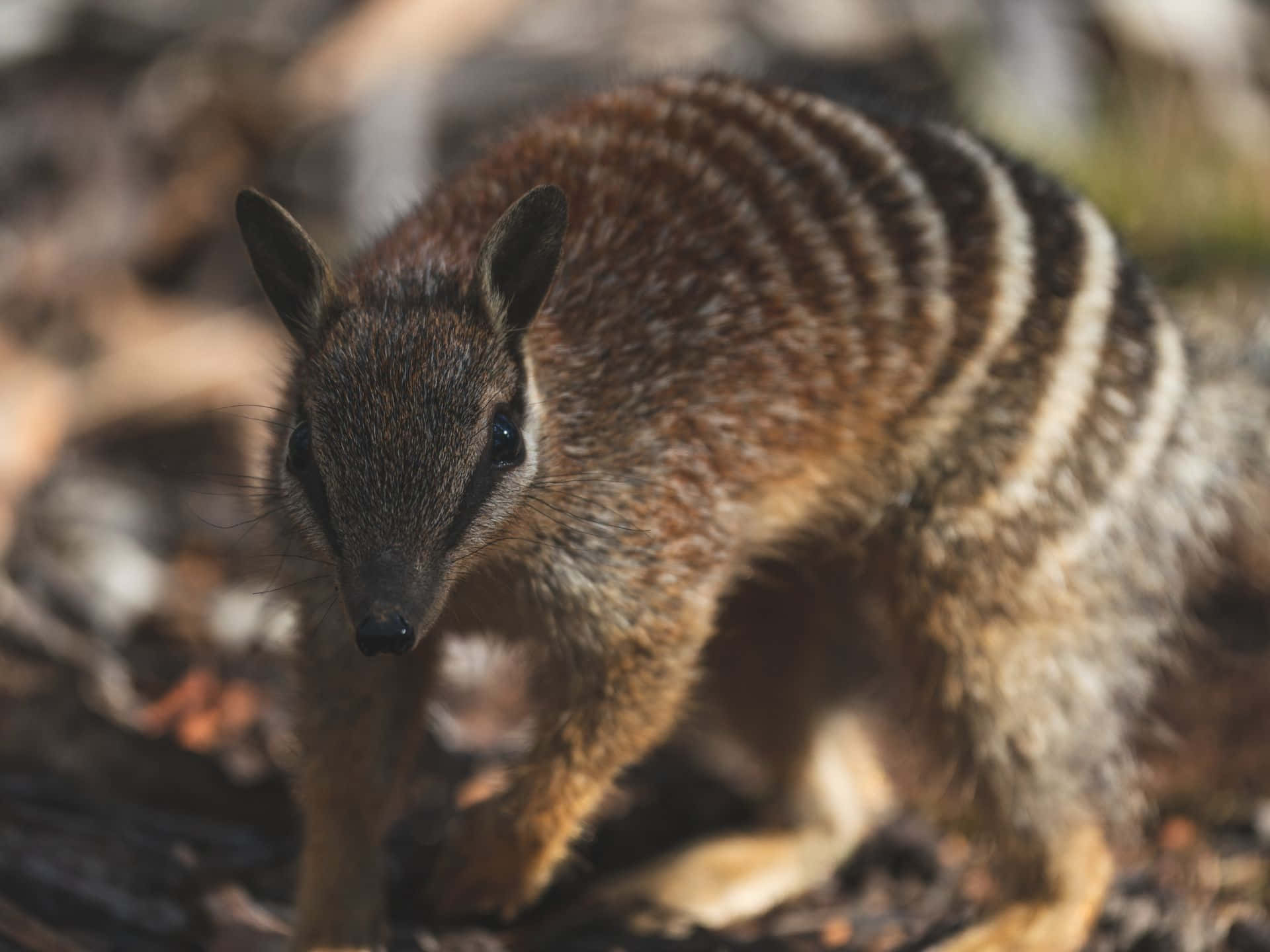 Numbat Dans Son Habitat Naturel Fond d'écran