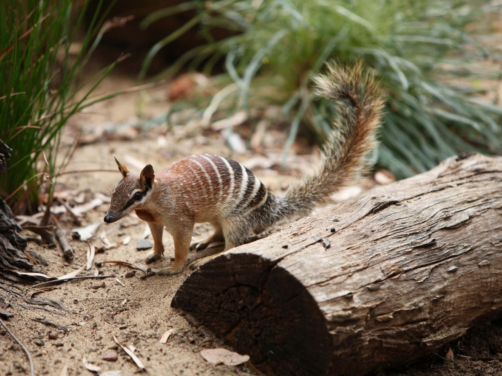 Numbat Dans Son Habitat Naturel Fond d'écran