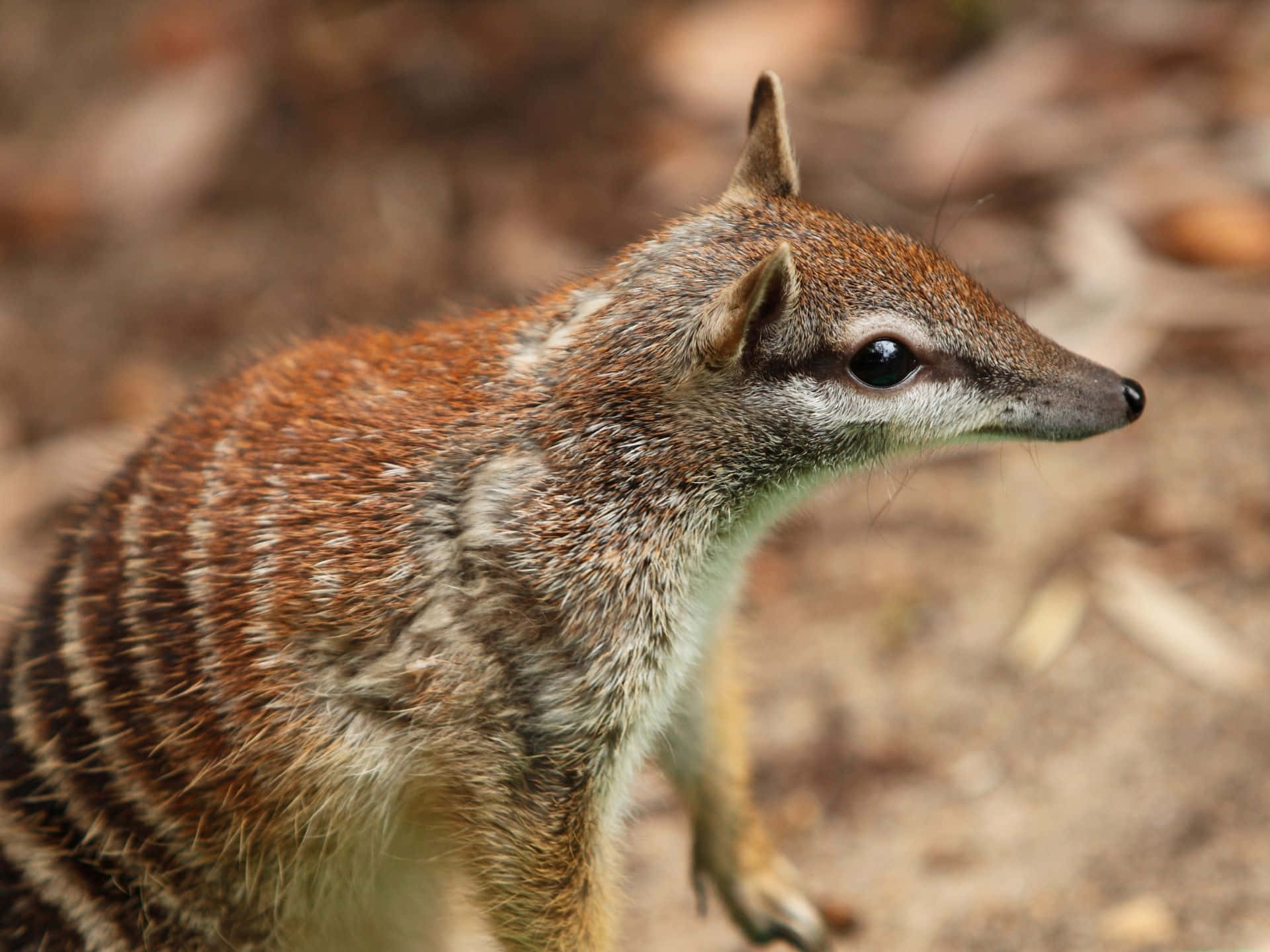 Numbat Dans Son Habitat Naturel Fond d'écran