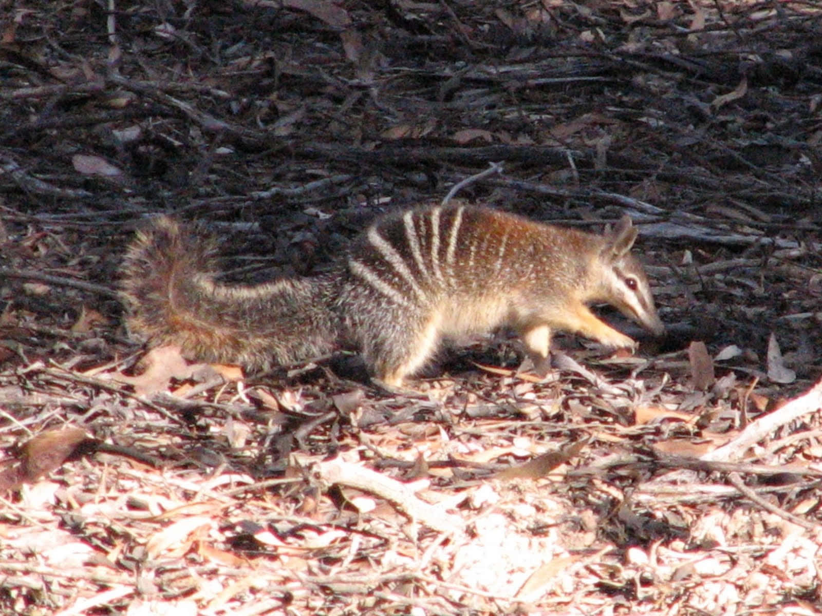 Numbatin Habitat Naturel.jpg Fond d'écran