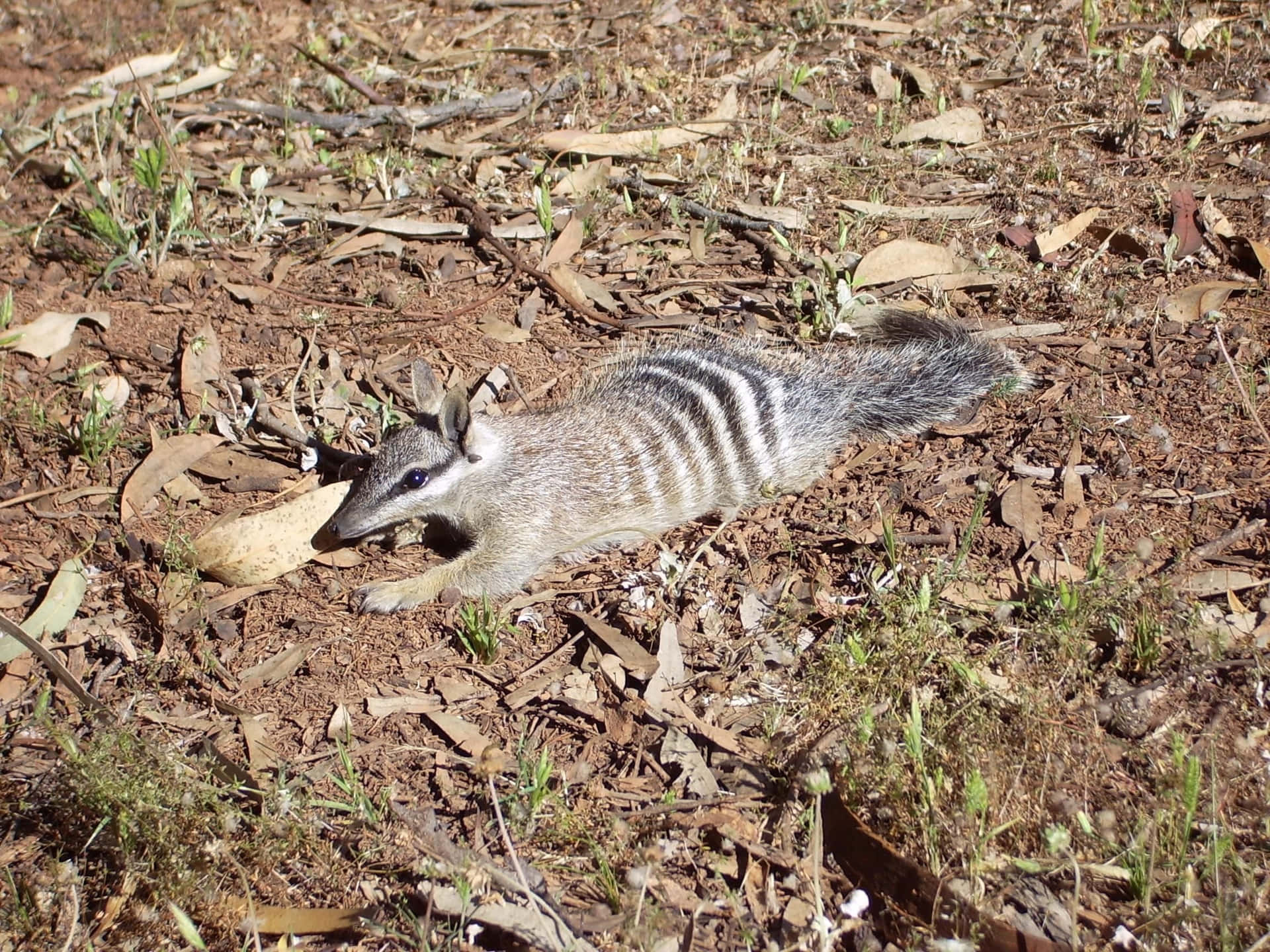 Numbat Dans Son Habitat Naturel.jpg Fond d'écran