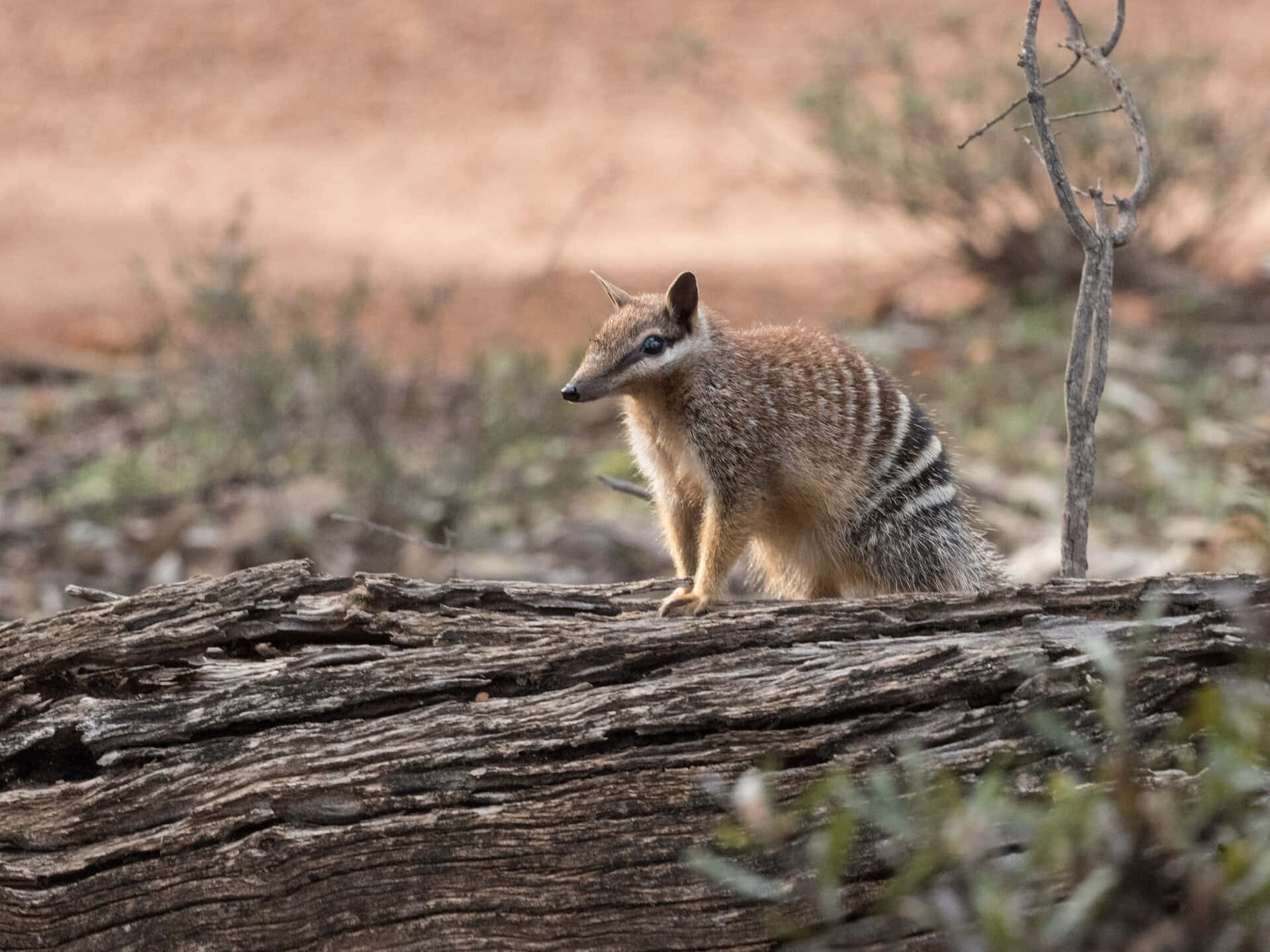 Numbaton Sur Un Tronc De Bois De La Faune Australienne Fond d'écran