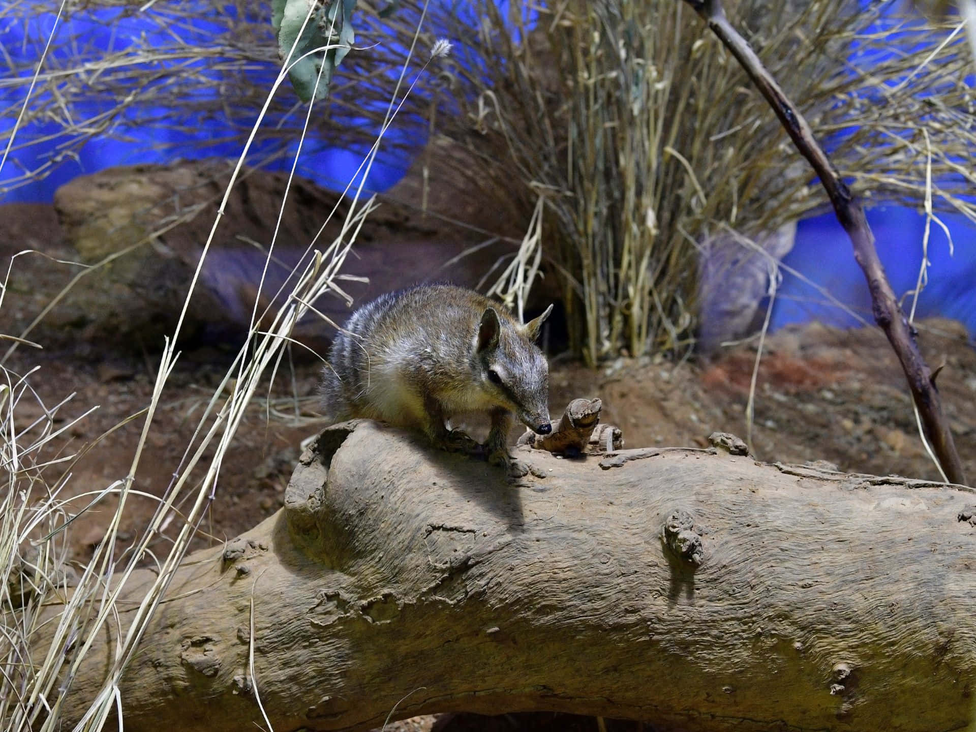 Numbat Dans Son Habitat Sur Une Bûche Fond d'écran