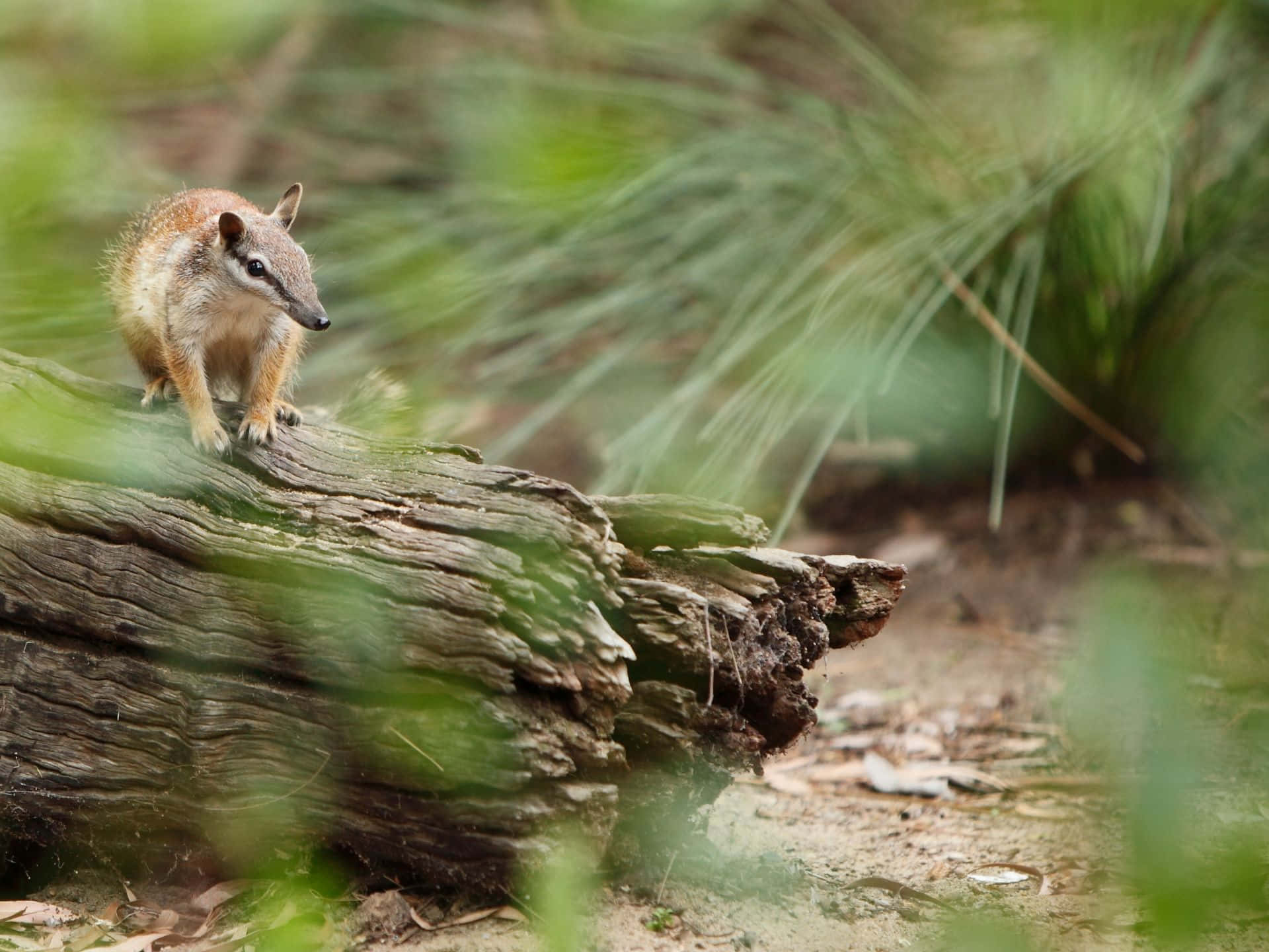 Numbat Sur Une Bûche Dans Son Habitat Naturel.jpg Fond d'écran