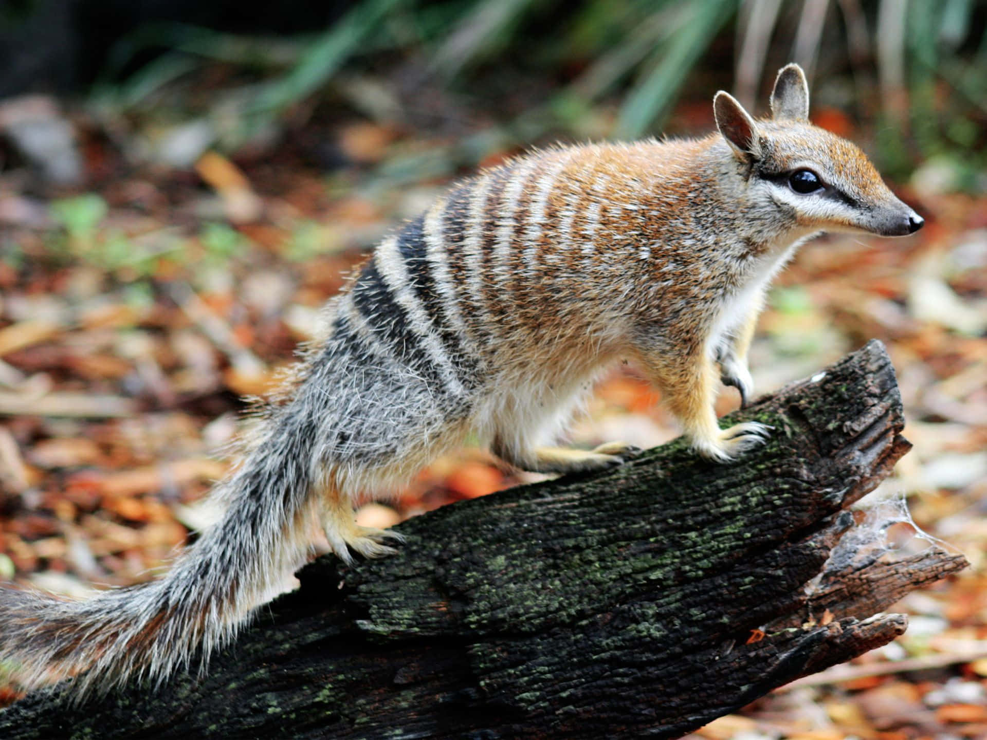 Numbat Sur Une Bûche Dans Son Habitat Naturel Fond d'écran