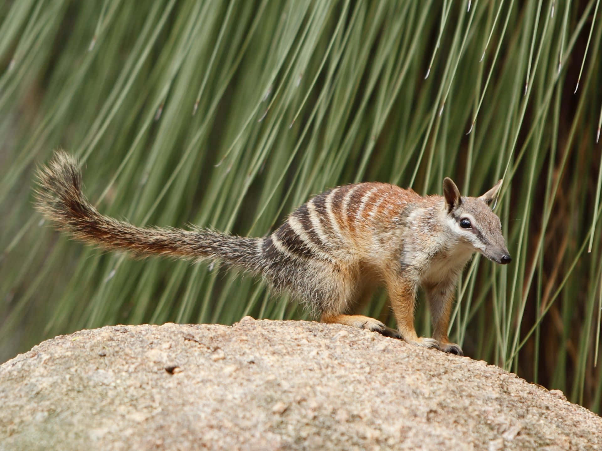 Numbaton, Marsupial Australien Fond d'écran