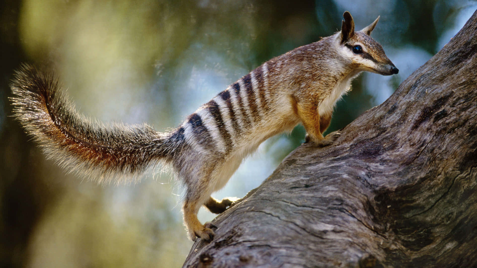 Numbat Sur Une Branche D'arbre Fond d'écran