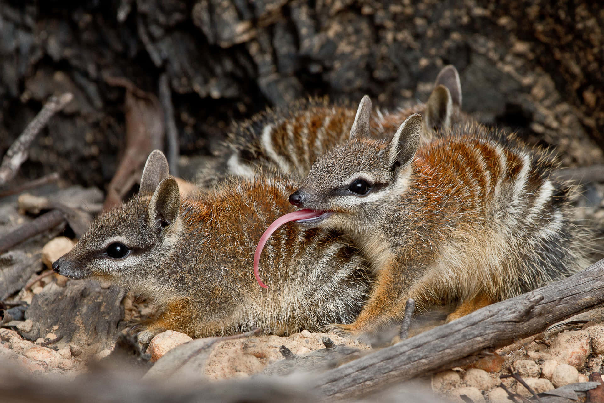 Numbatsin Habitat Wallpaper