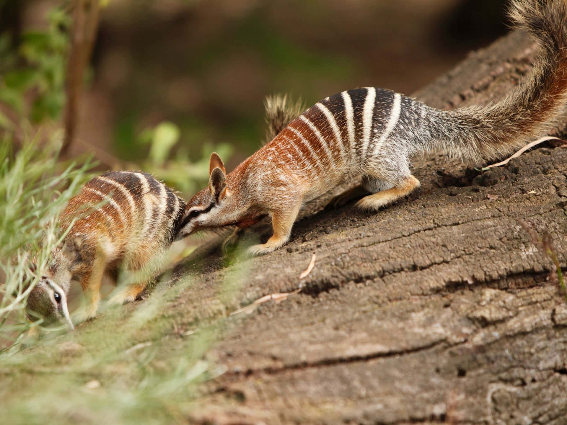 Numbatson Log Wallpaper