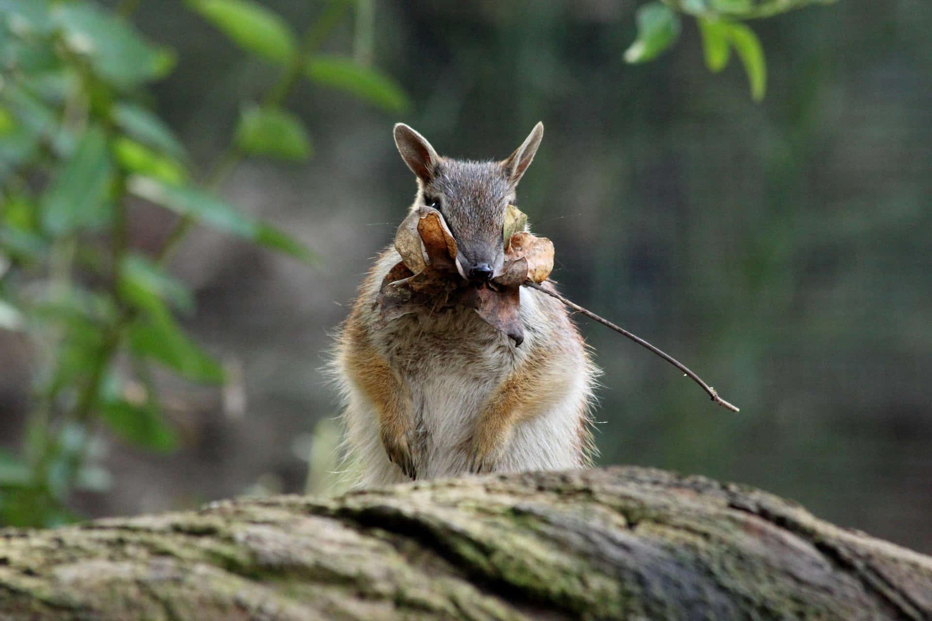 Numbat Avec Branche Feuillue Fond d'écran