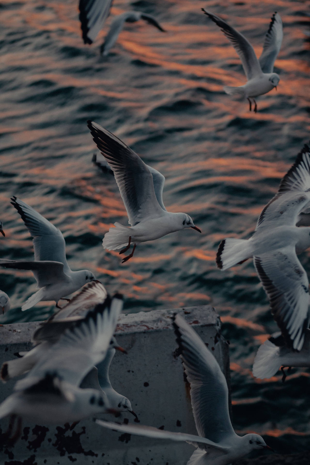 Tallet af måger fugle flyver tæt på havet kysten Wallpaper