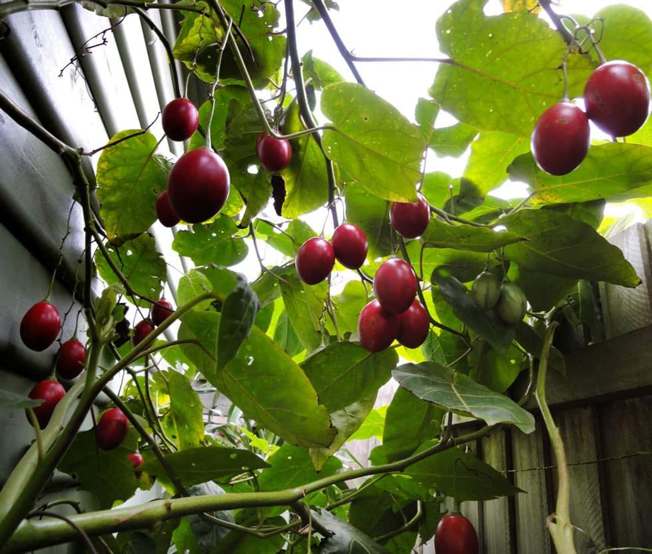 Numerous Tiny Tamarillo Fruits In A Tree Picture