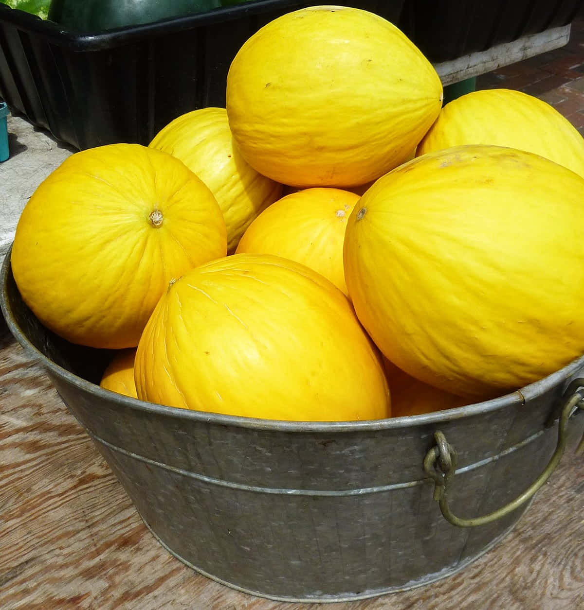 Talrige gule Casaba Melon frugter på metal spand billede Wallpaper