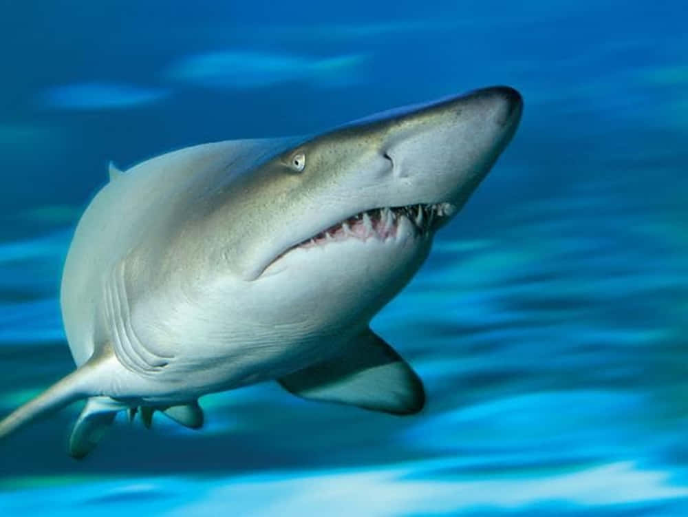 Nurse Shark Gliding Through The Azure Depths Wallpaper