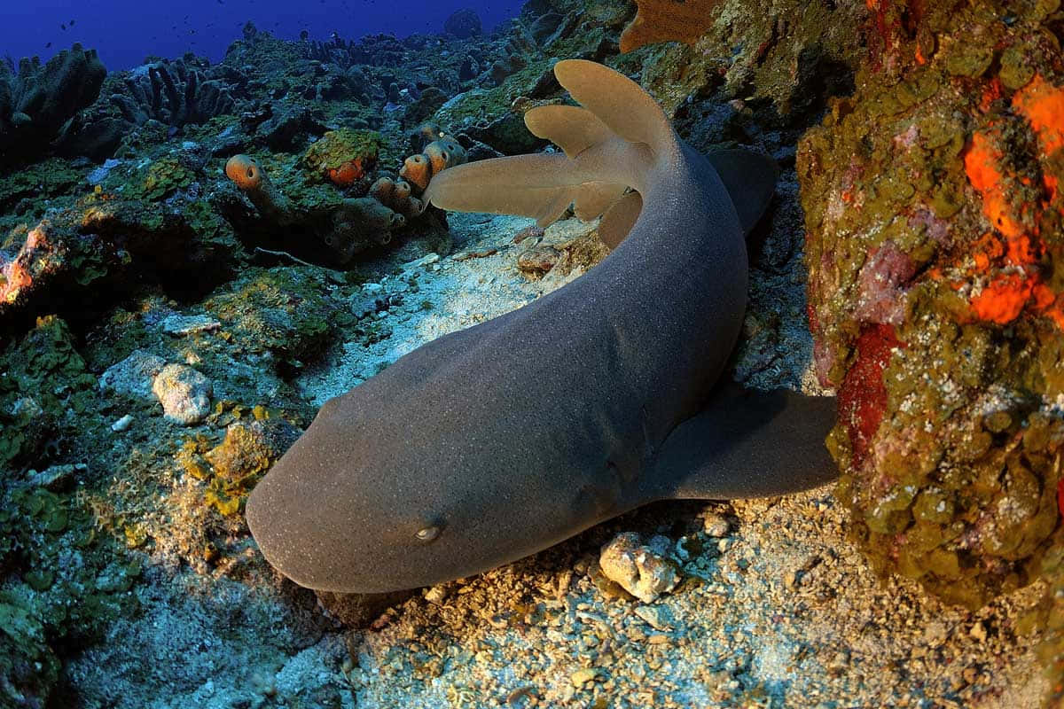 Nurse Shark Restingon Ocean Floor Wallpaper