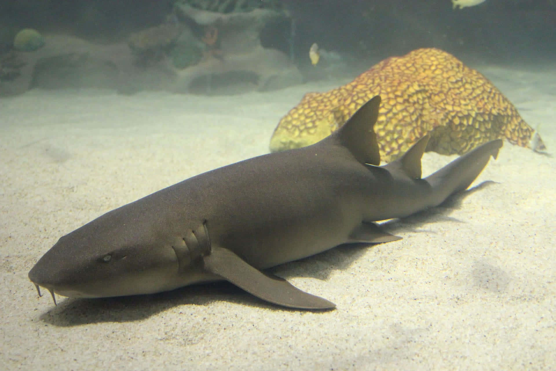 Nurse Shark Restingon Ocean Floor.jpg Wallpaper