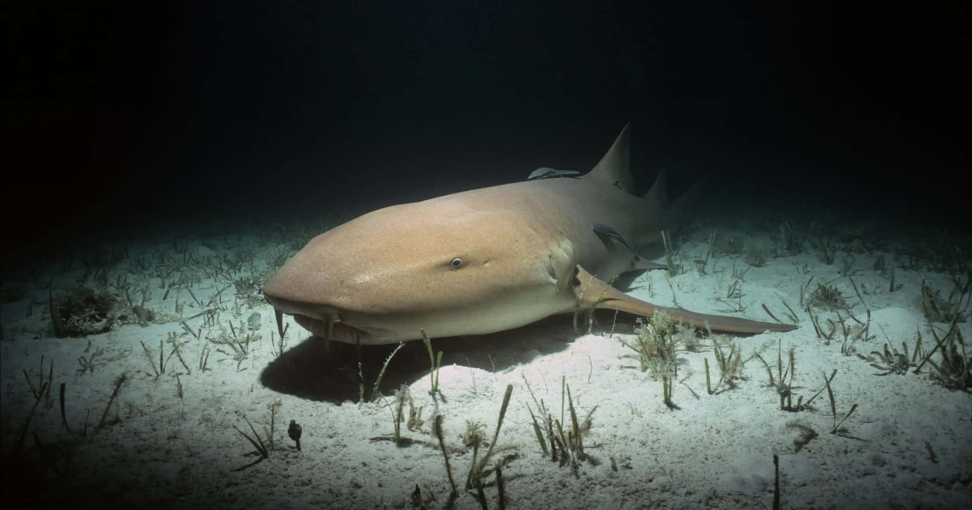 Requin Infirmier Reposant Sur Le Fond Marin Fond d'écran