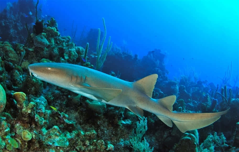 Nurse Shark Swimming Over Coral Reef.jpg Wallpaper