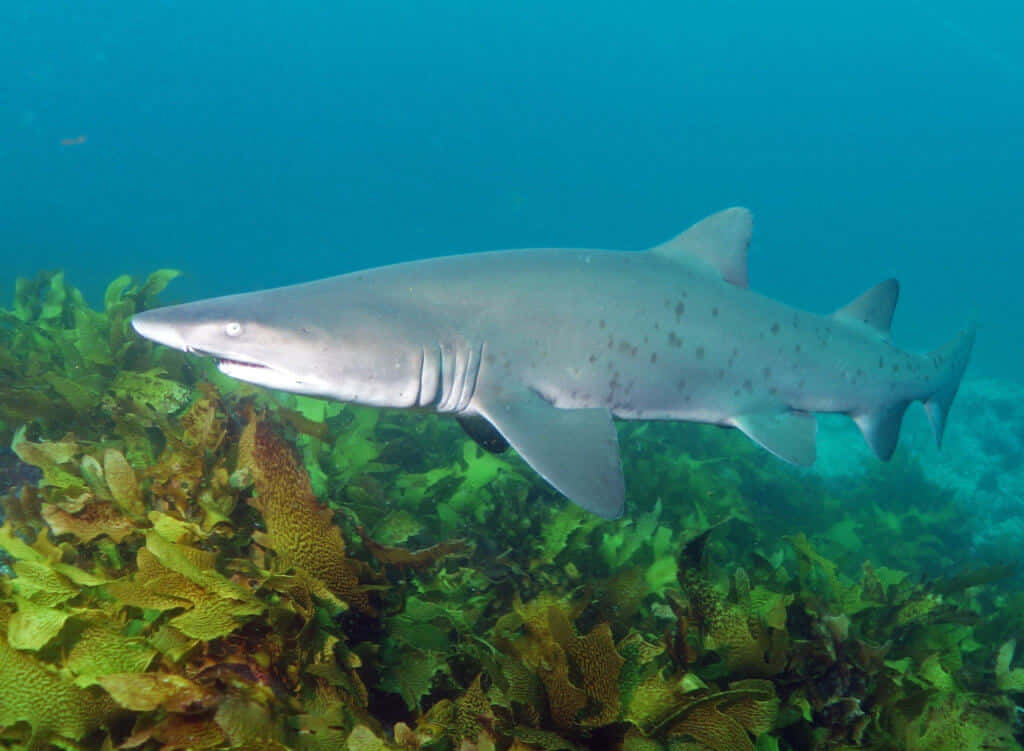 Nurse Shark Swimming Over Coral Reef Wallpaper