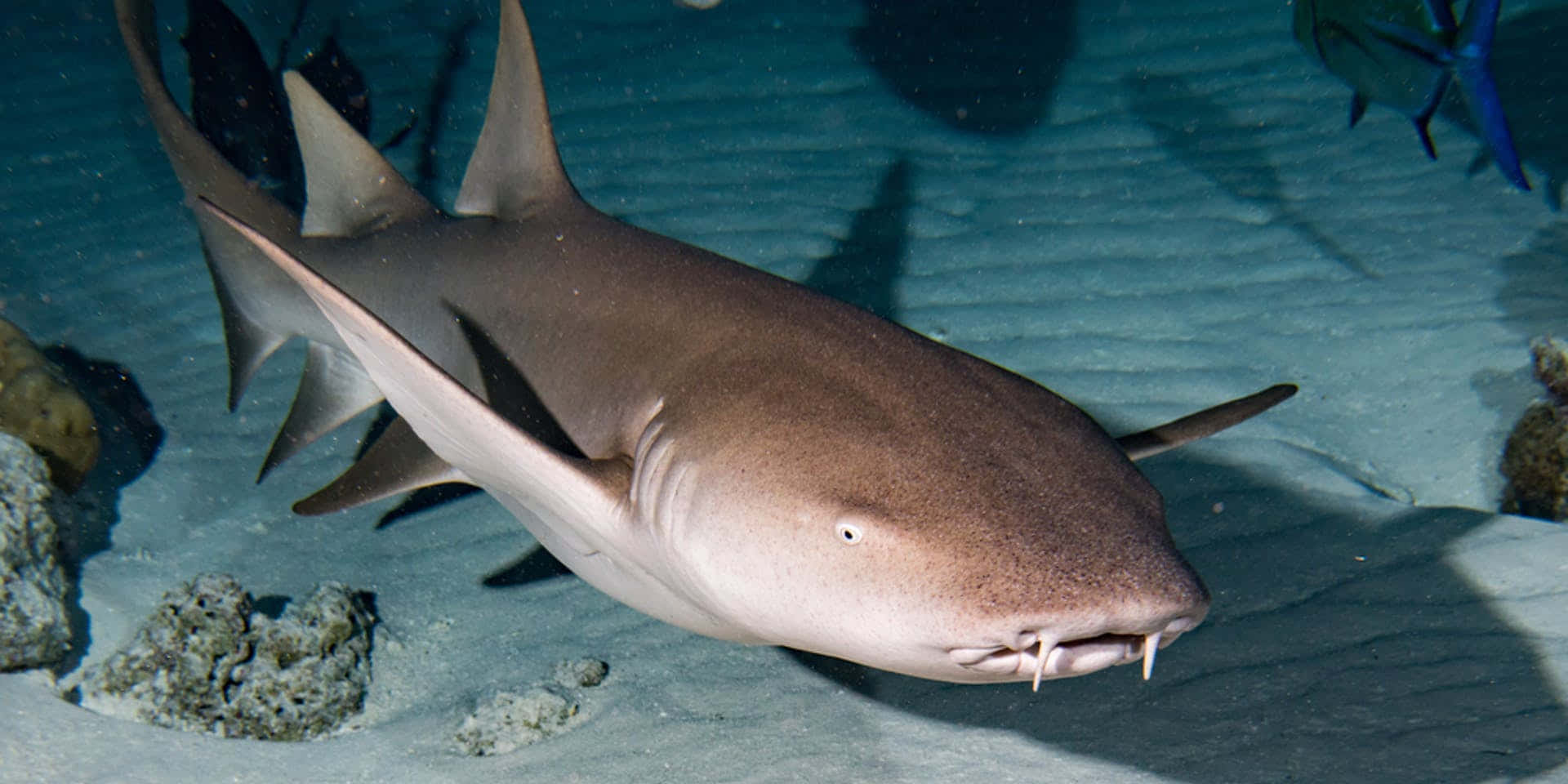 Nurse Shark Swimming Over Sandy Seabed Wallpaper