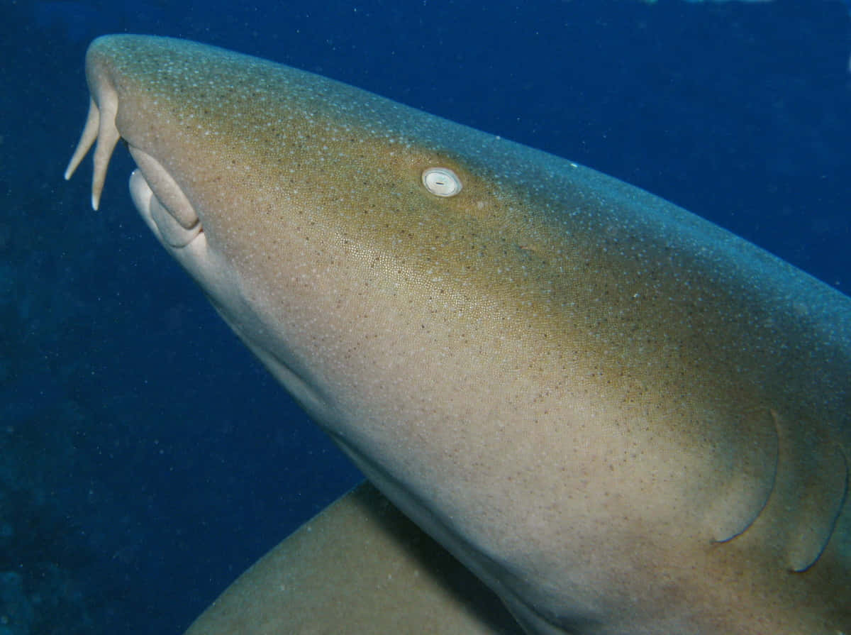 Nurse Shark Underwater Portrait.jpg Wallpaper