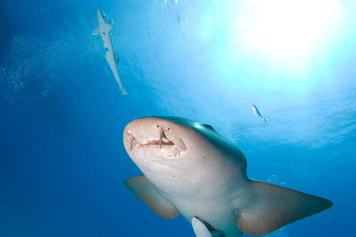 Portrait Sous-marin De Requin Infirmier Fond d'écran