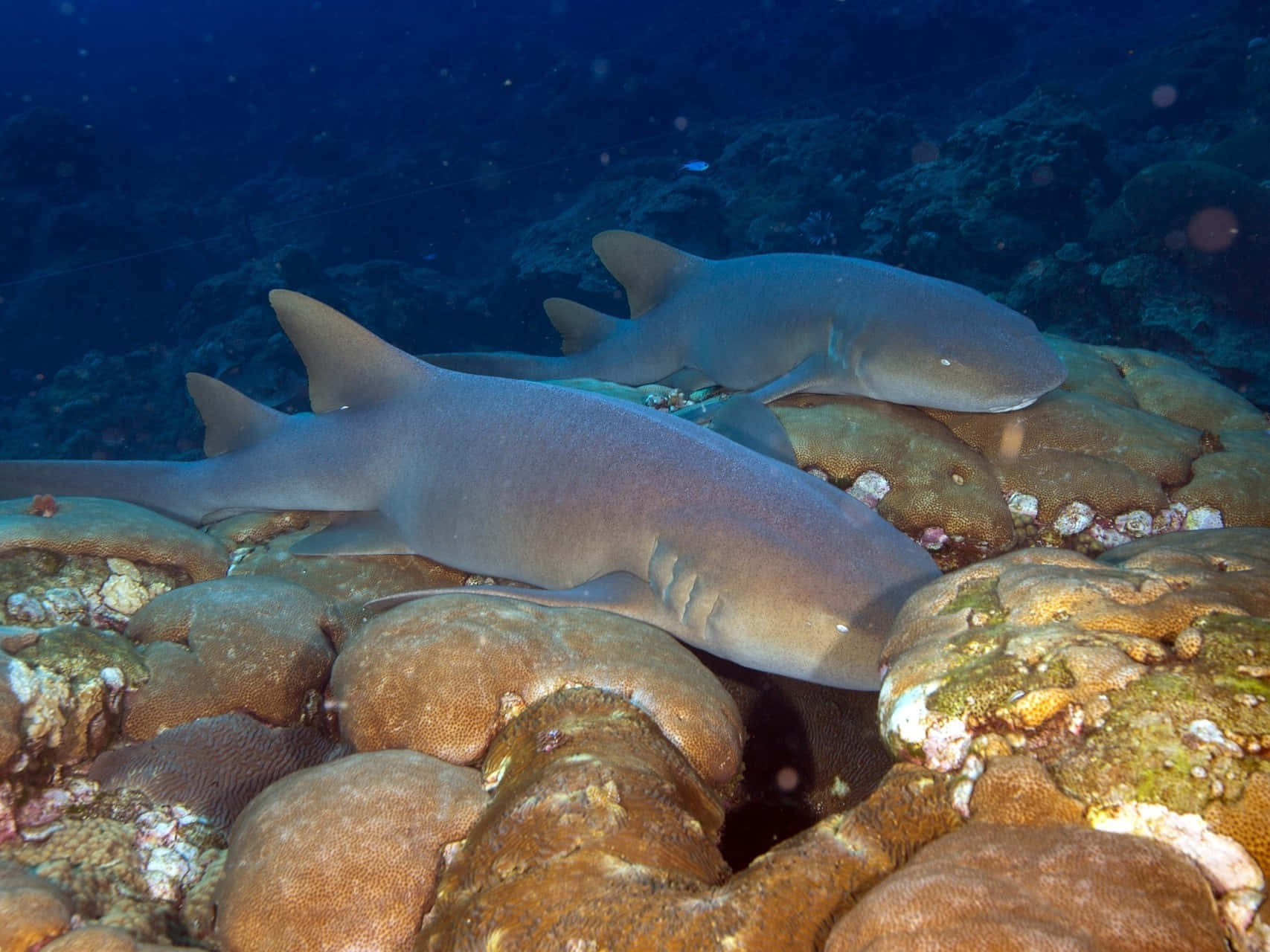 Requins Infirmiers Se Reposant Sur Un Récif Corallien Fond d'écran