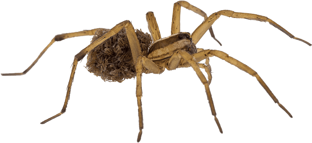 Nursery Web Spider With Egg Sac_ New Zealand PNG