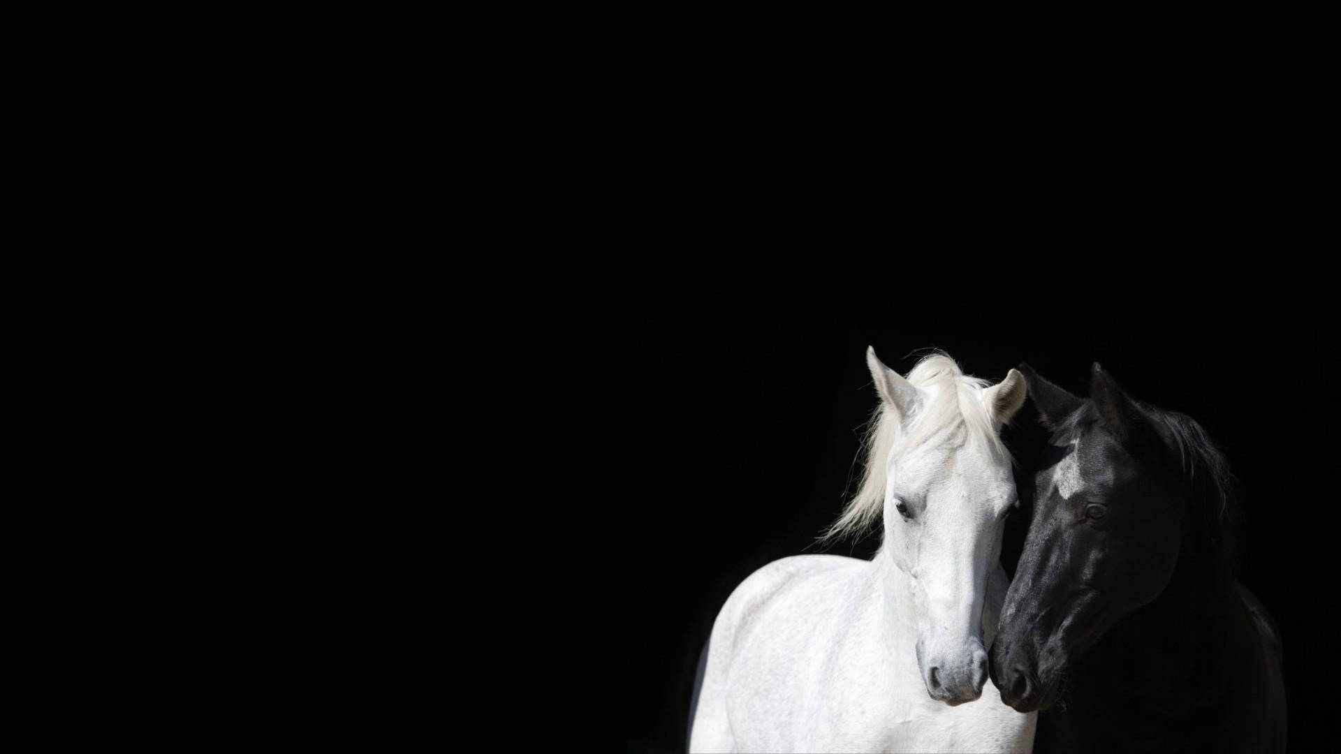 White Horse Standing Two Feet Full Screen HD wallpaper | Pxfuel