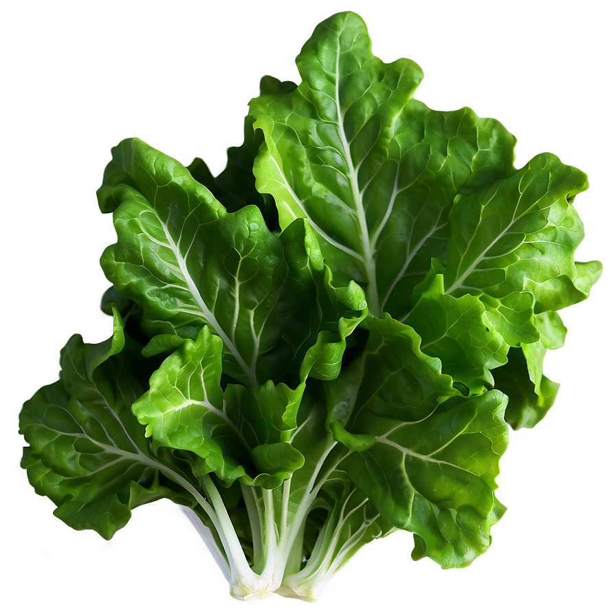 Download Oak Leaf Lettuce Png Xim86 | Wallpapers.com