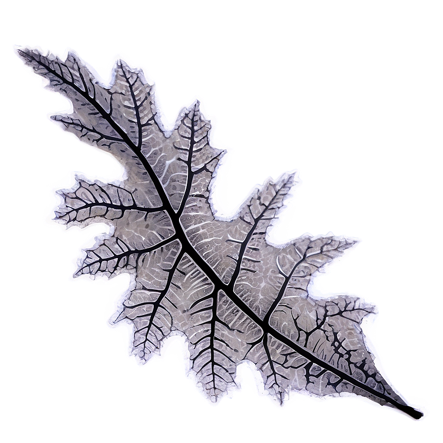 Oak Leaf Veins Png 06262024 PNG