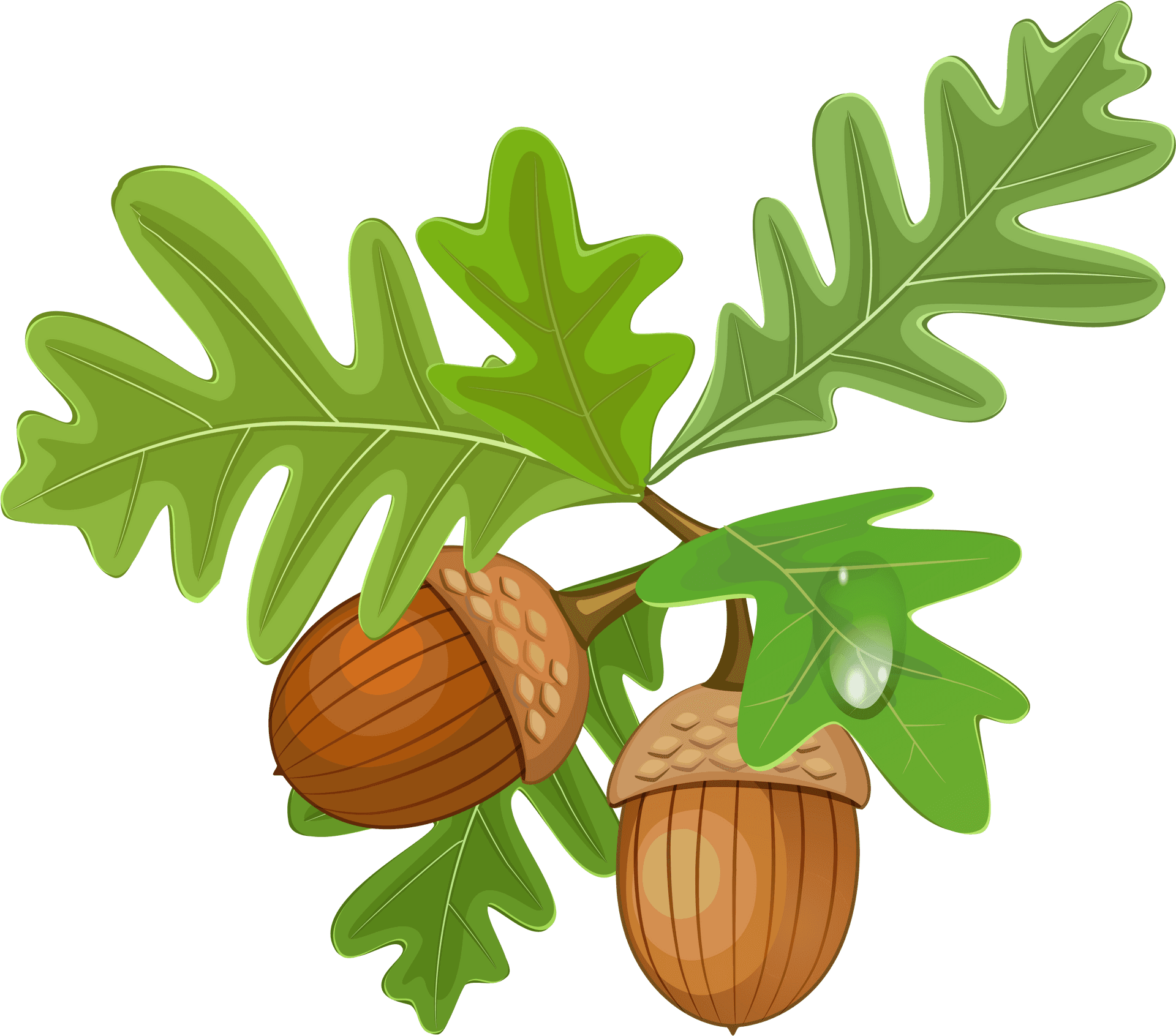 Oak Leavesand Acorns Illustration PNG