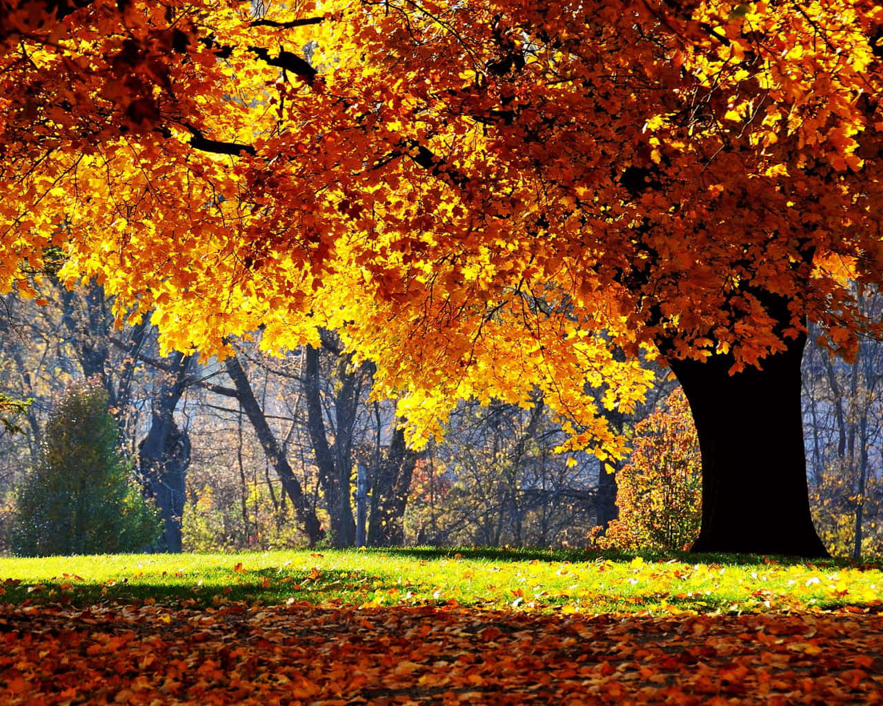 Oak Tree Bright Autumn Leaves Wallpaper