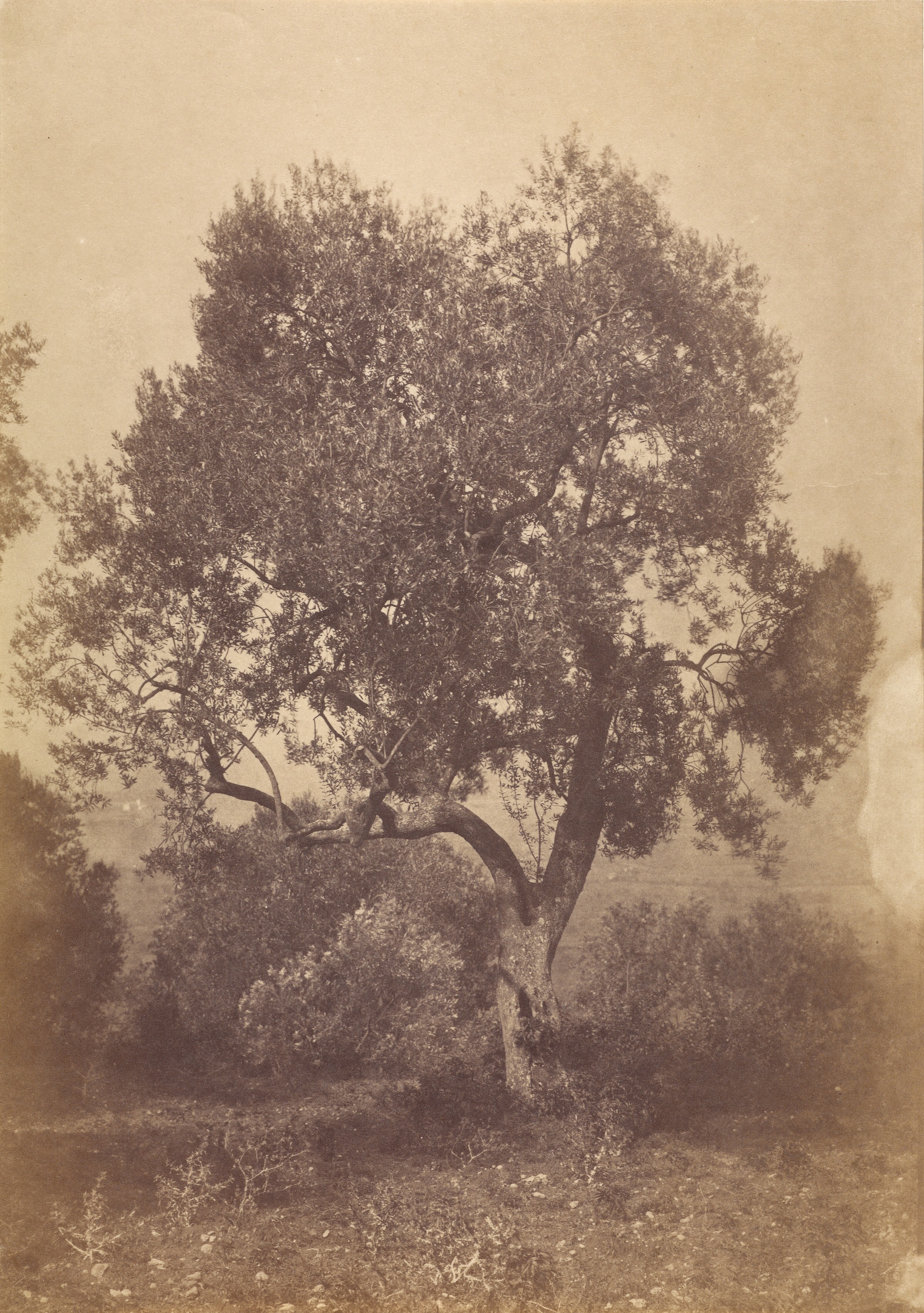[Oak Tree] Wallpaper