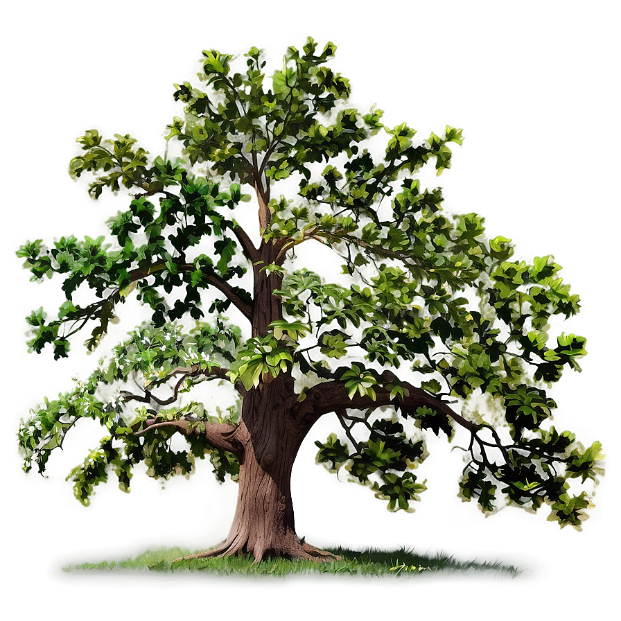 Oak Tree Line Art Png 06262024 PNG
