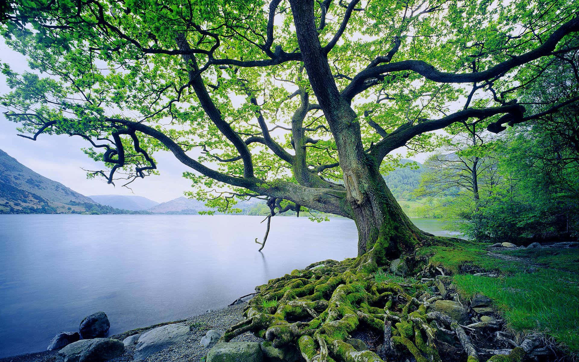 Oak Tree Roots Moss Lake Wallpaper