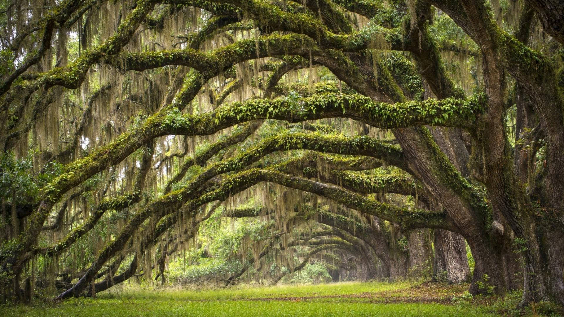 Oak Trees In South Carolina Wallpaper