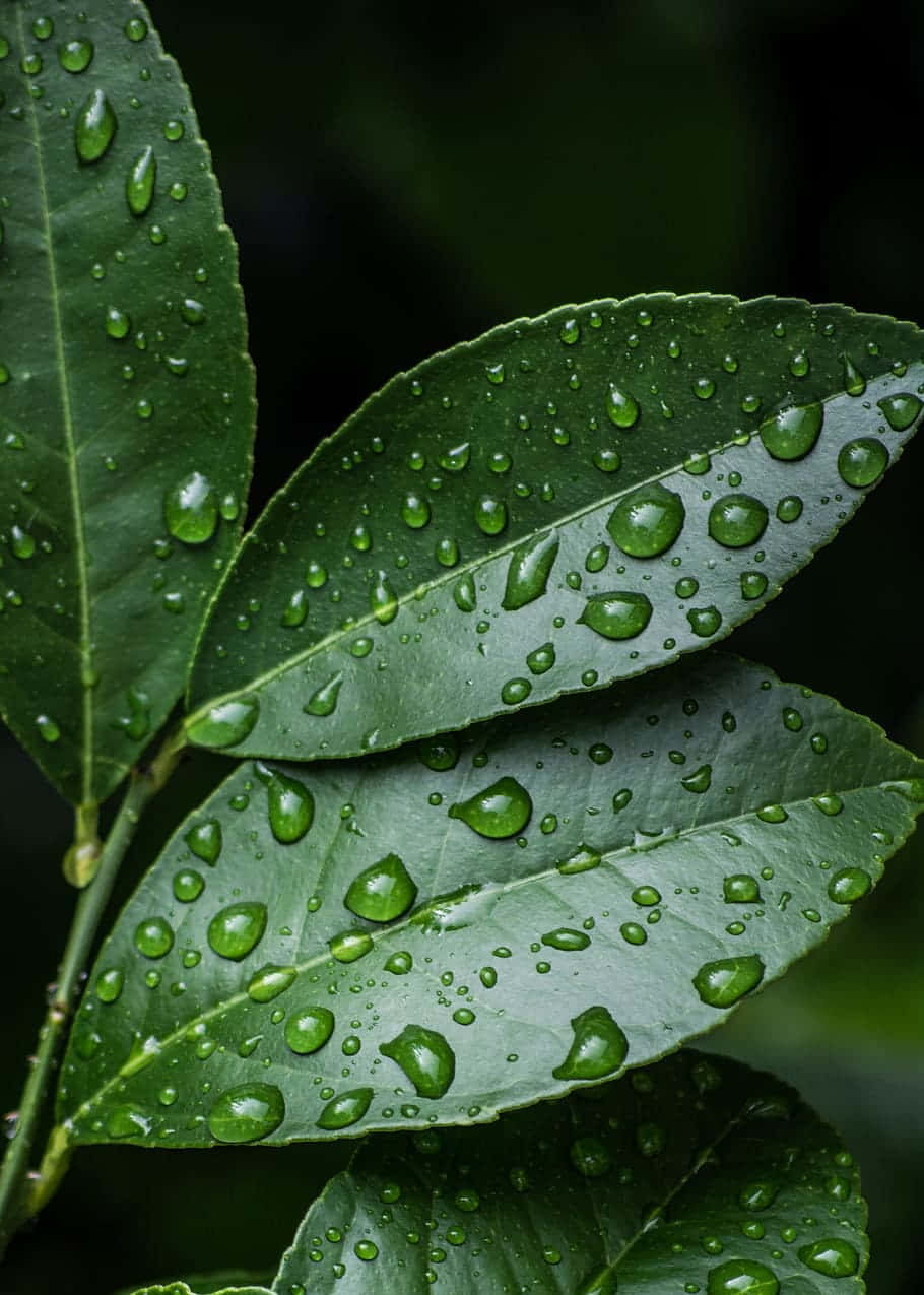 Oblong Leaves With Droplets [wallpaper] Wallpaper