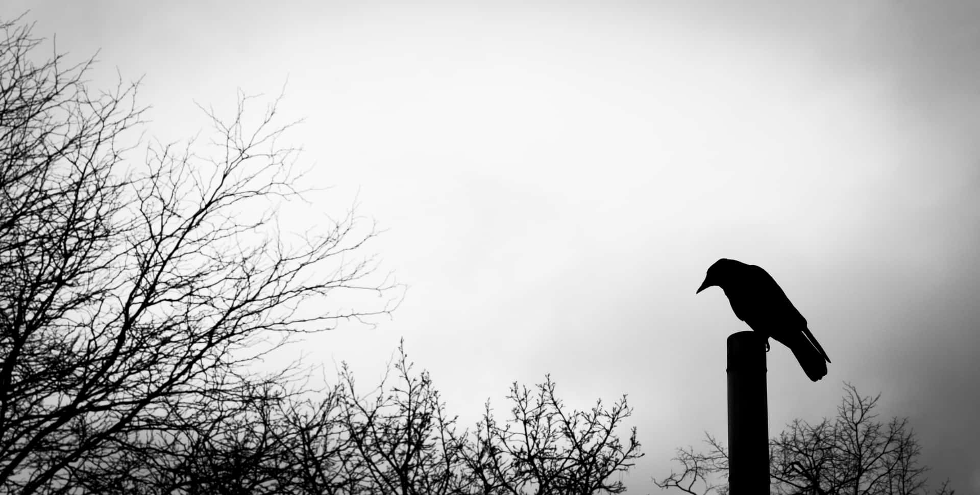 Obscure Crow In Wooden Pole Wallpaper