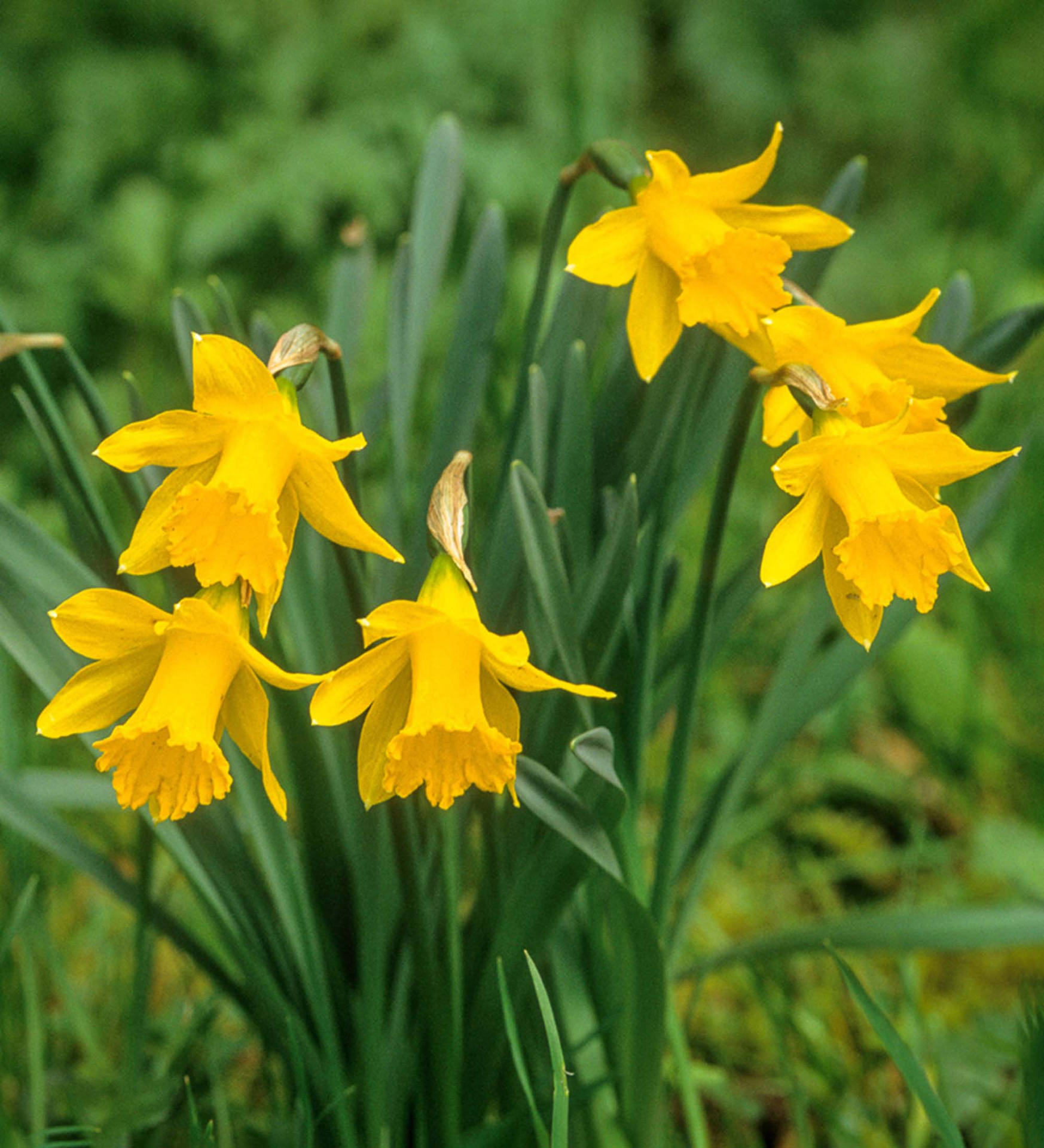 Obvallaris Narcissus Flowers