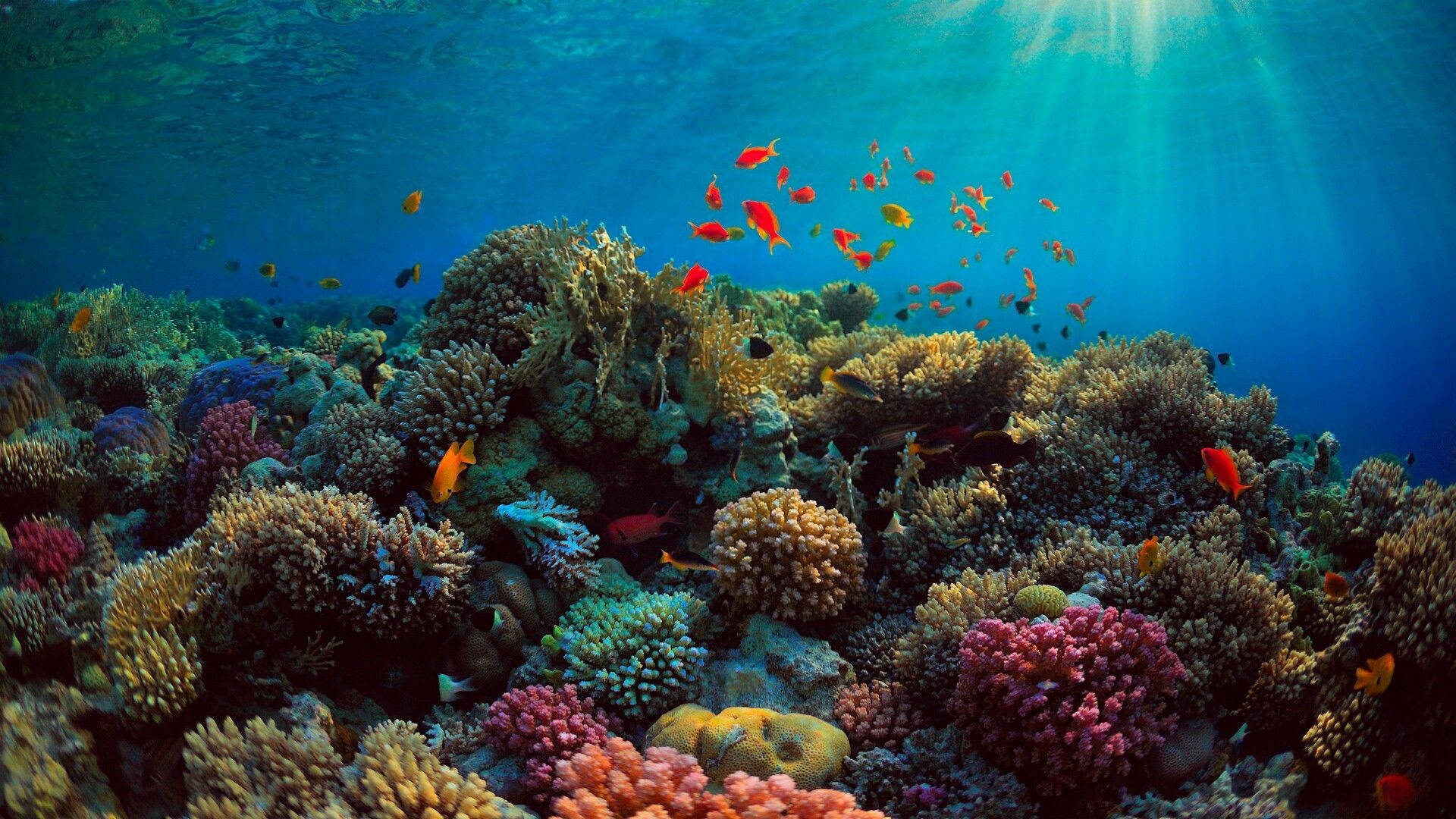 Riflessodell'oceano Corallino Sfondo