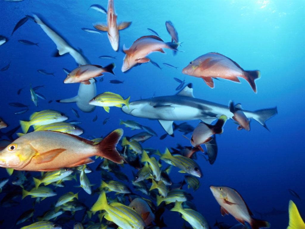 An underwater paradise of colorful fish swimming in the deep blue ocean Wallpaper