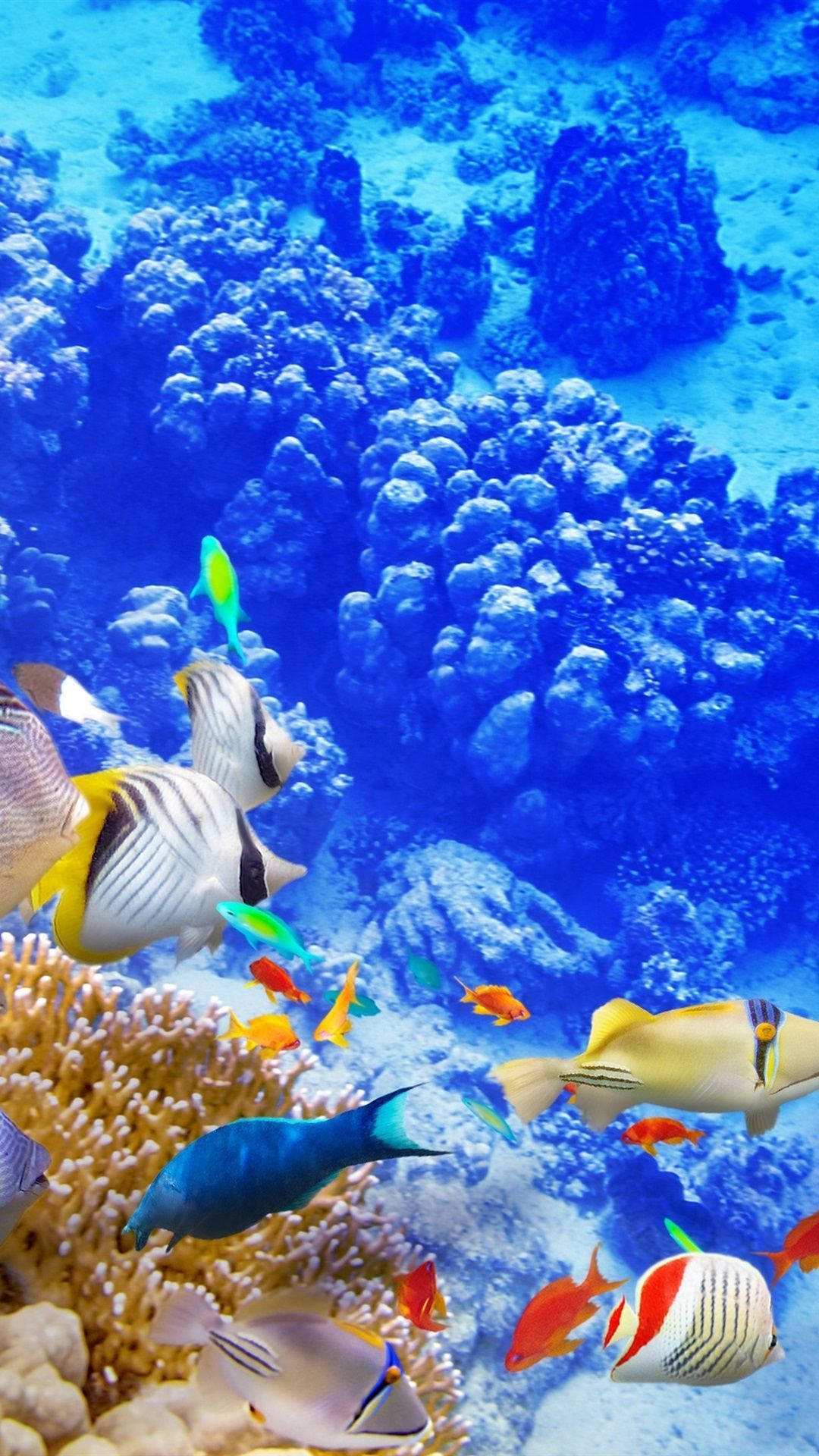A Colorful Coral Reef Wallpaper