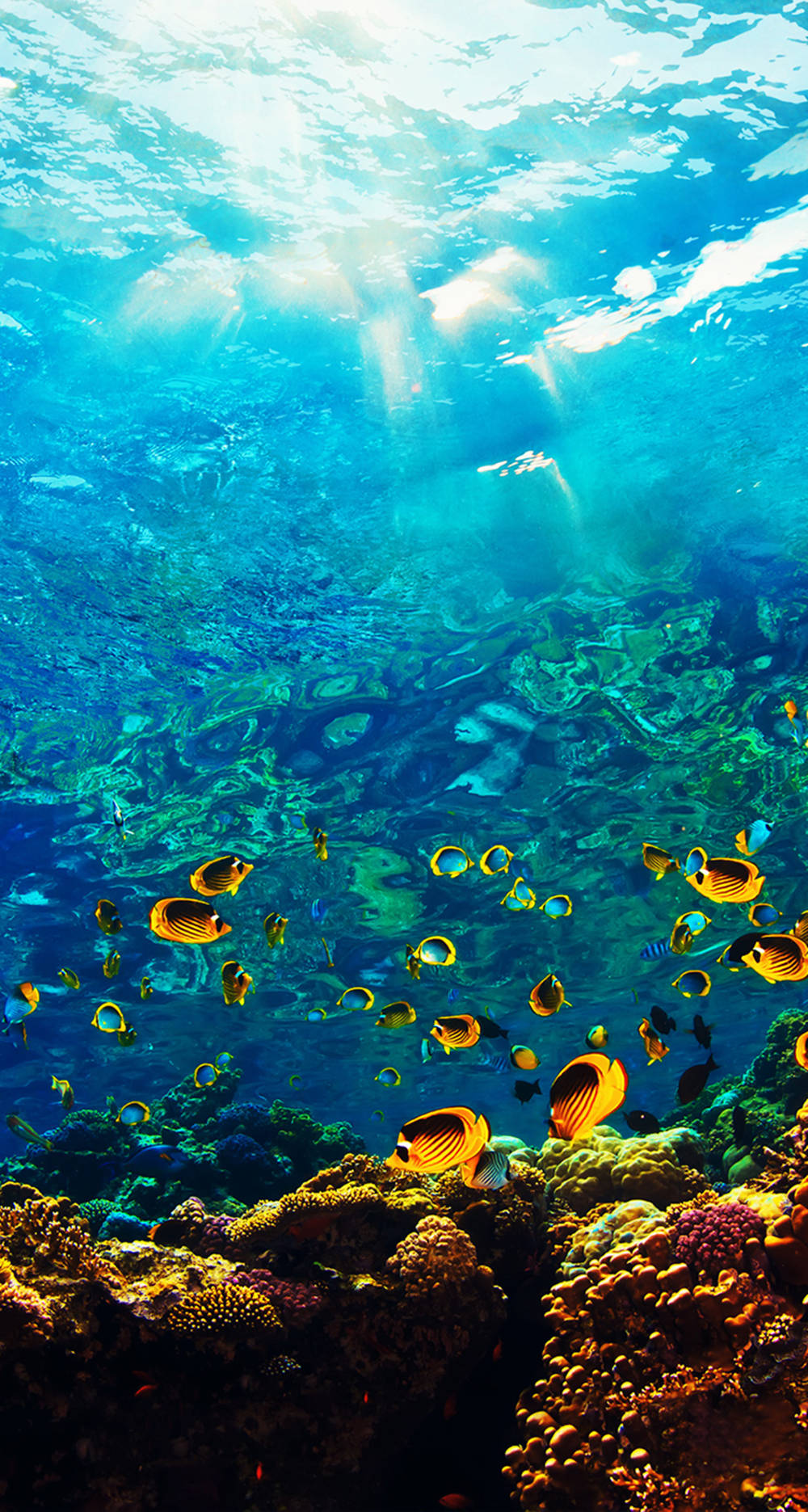 Ocean Iphone Fishes Corals Wallpaper